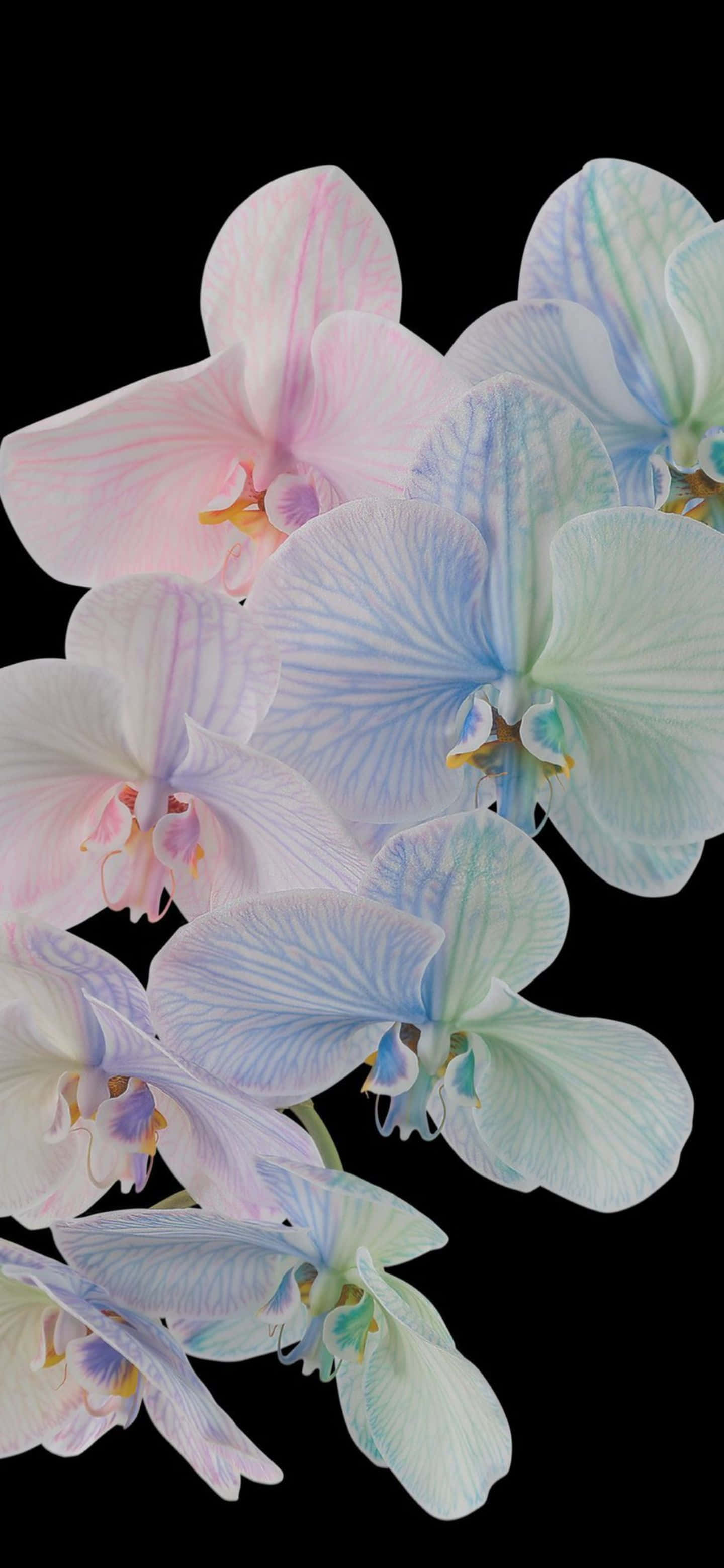 Google Pixel 6 Pro, 1440 x 3120, soft pink and blue hues, 2K Phone Wallpaper
