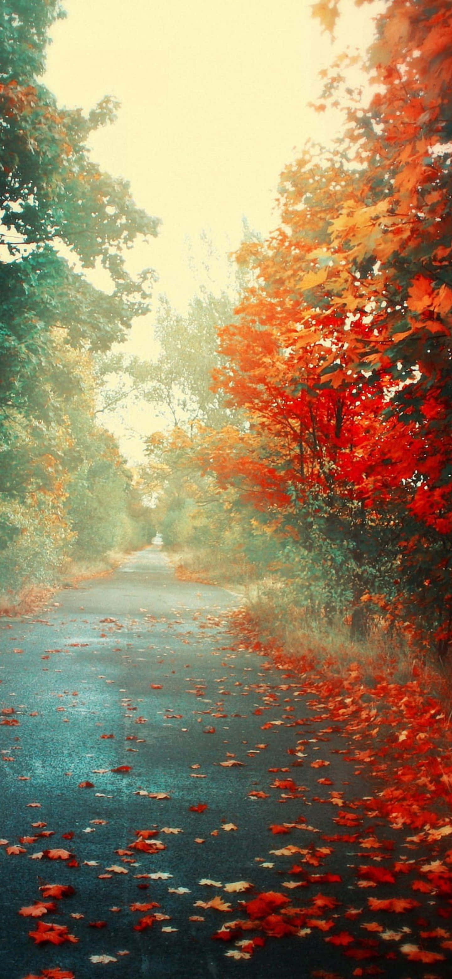 Google Pixel 6 Pro, autumn trees, vibrant red, 2K Phone Wallpaper