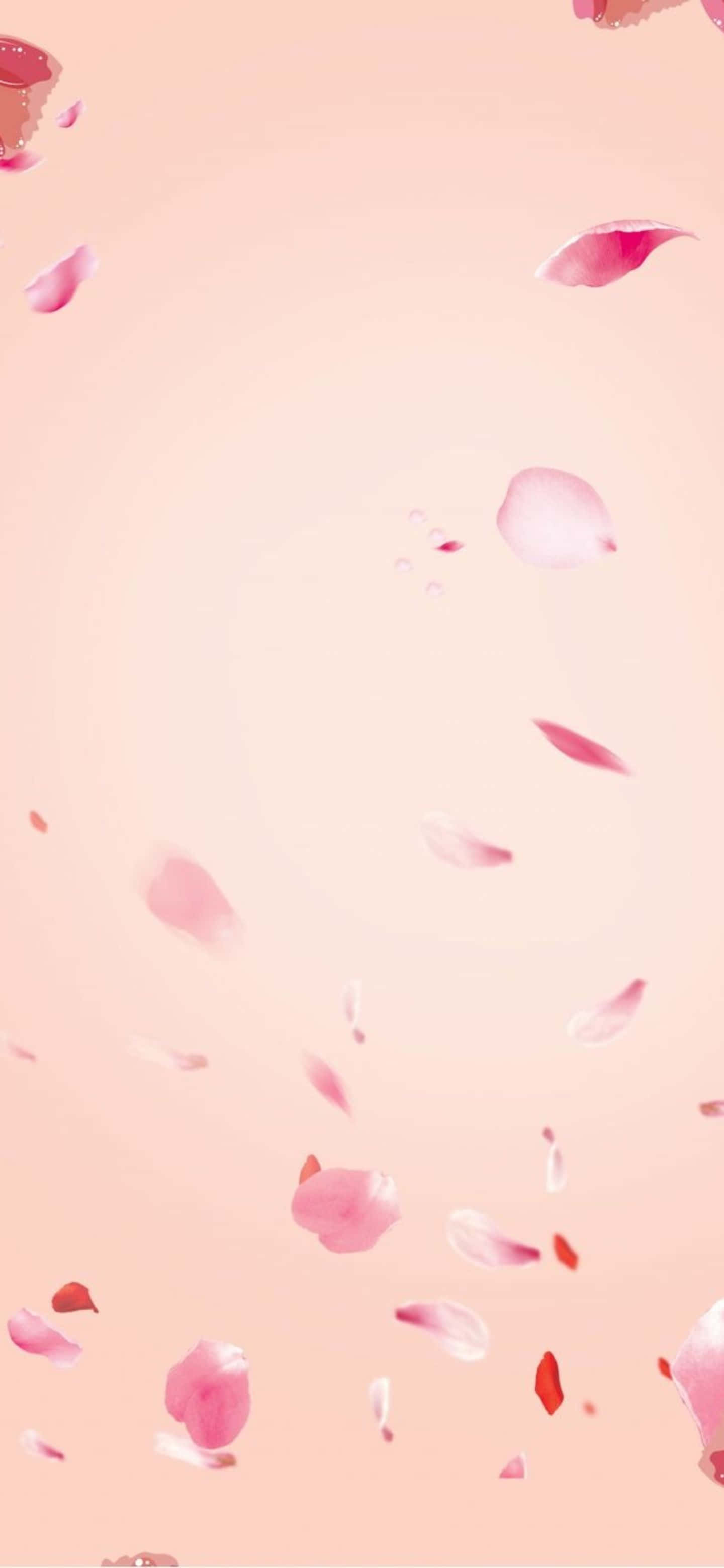 Google Pixel 6 Pro, pastel peach, soft pink petals, 2K Phone Wallpaper