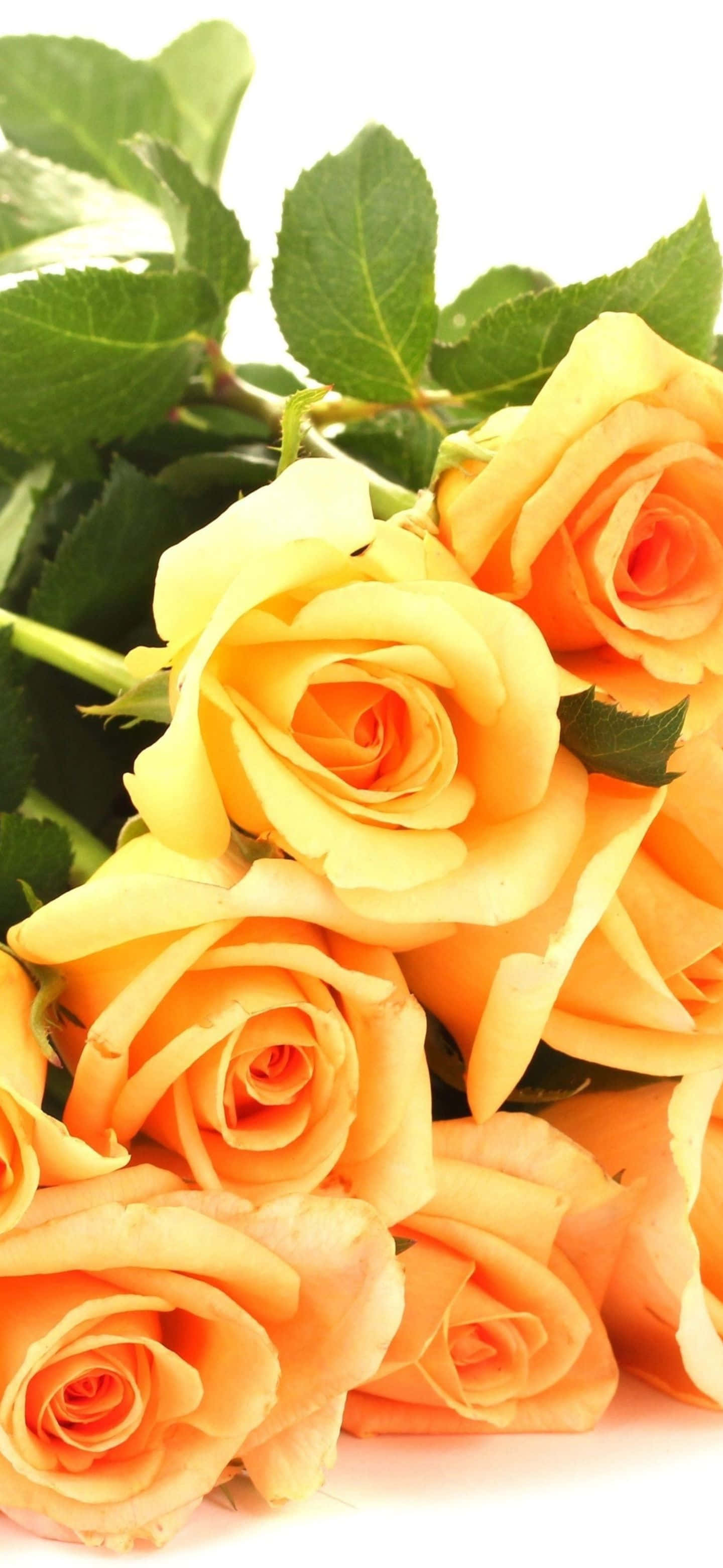 Google Pixel 6 Pro, vibrant yellow roses, lush green leaves, 2K Phone Wallpaper