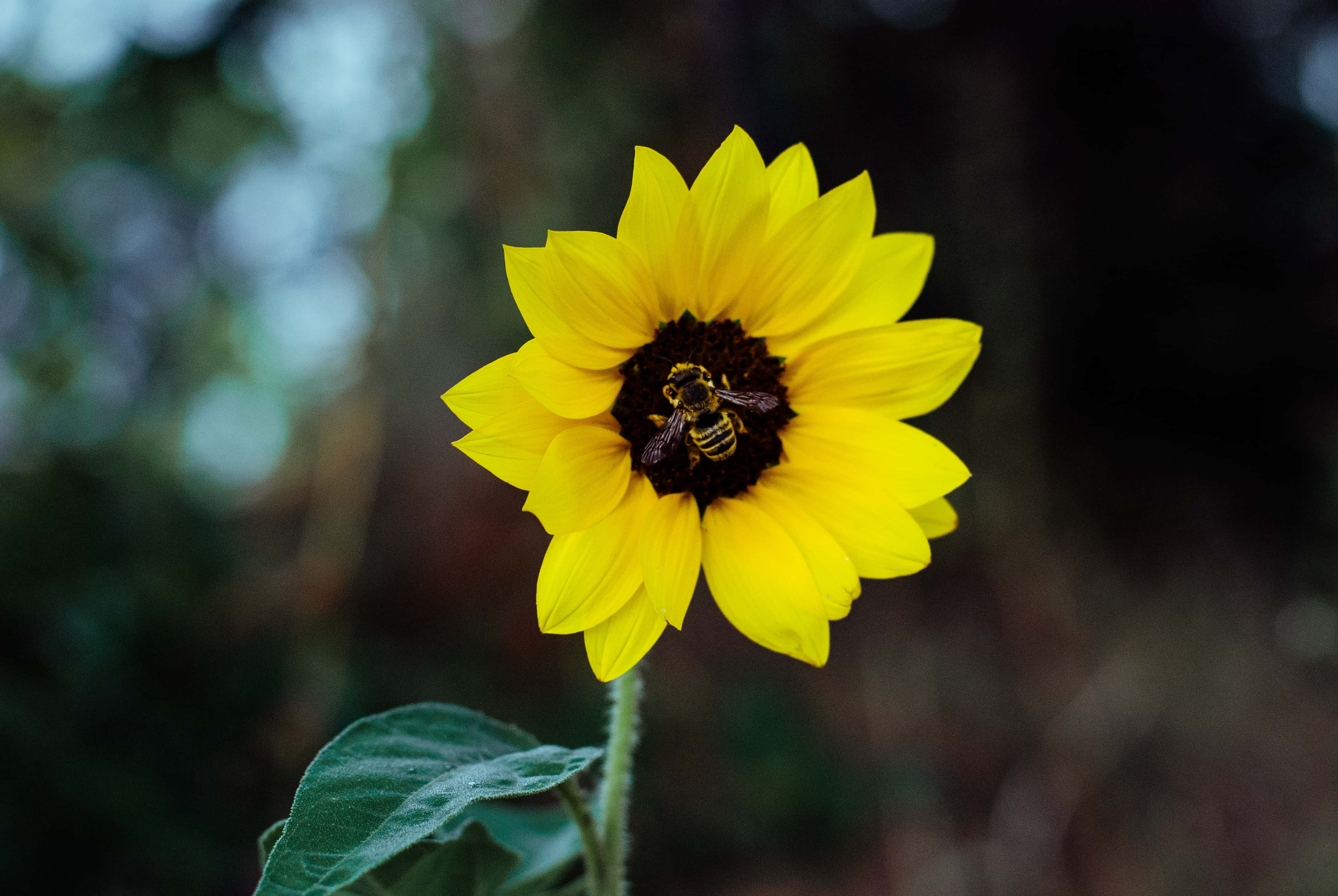 Google Pixel In Bloom Collection, sunflower, bee, 4K Desktop Wallpaper