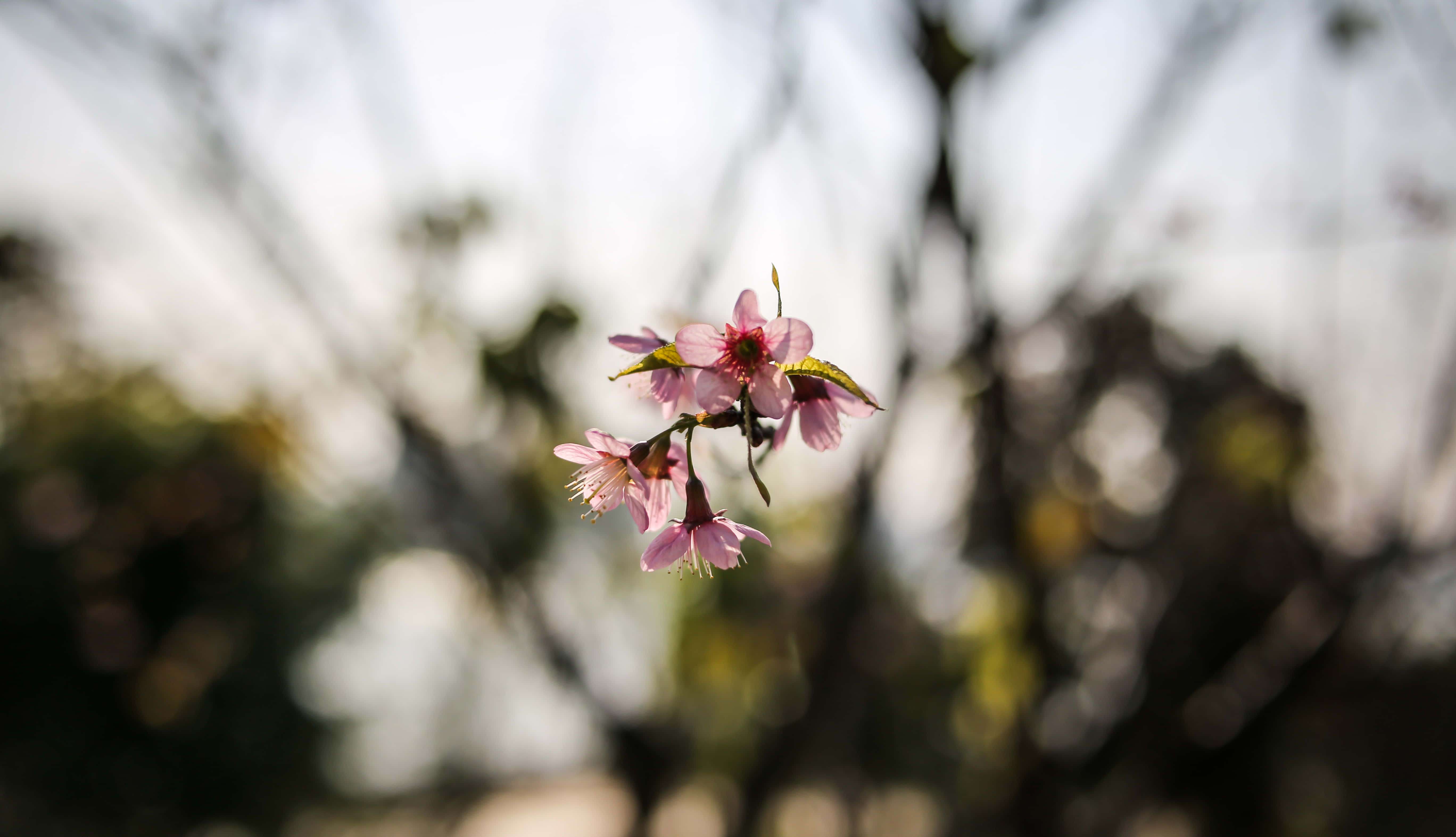 Google Pixel In Bloom Collection, tiny pink flowers, pink cherry blossoms, 5K Desktop Wallpaper