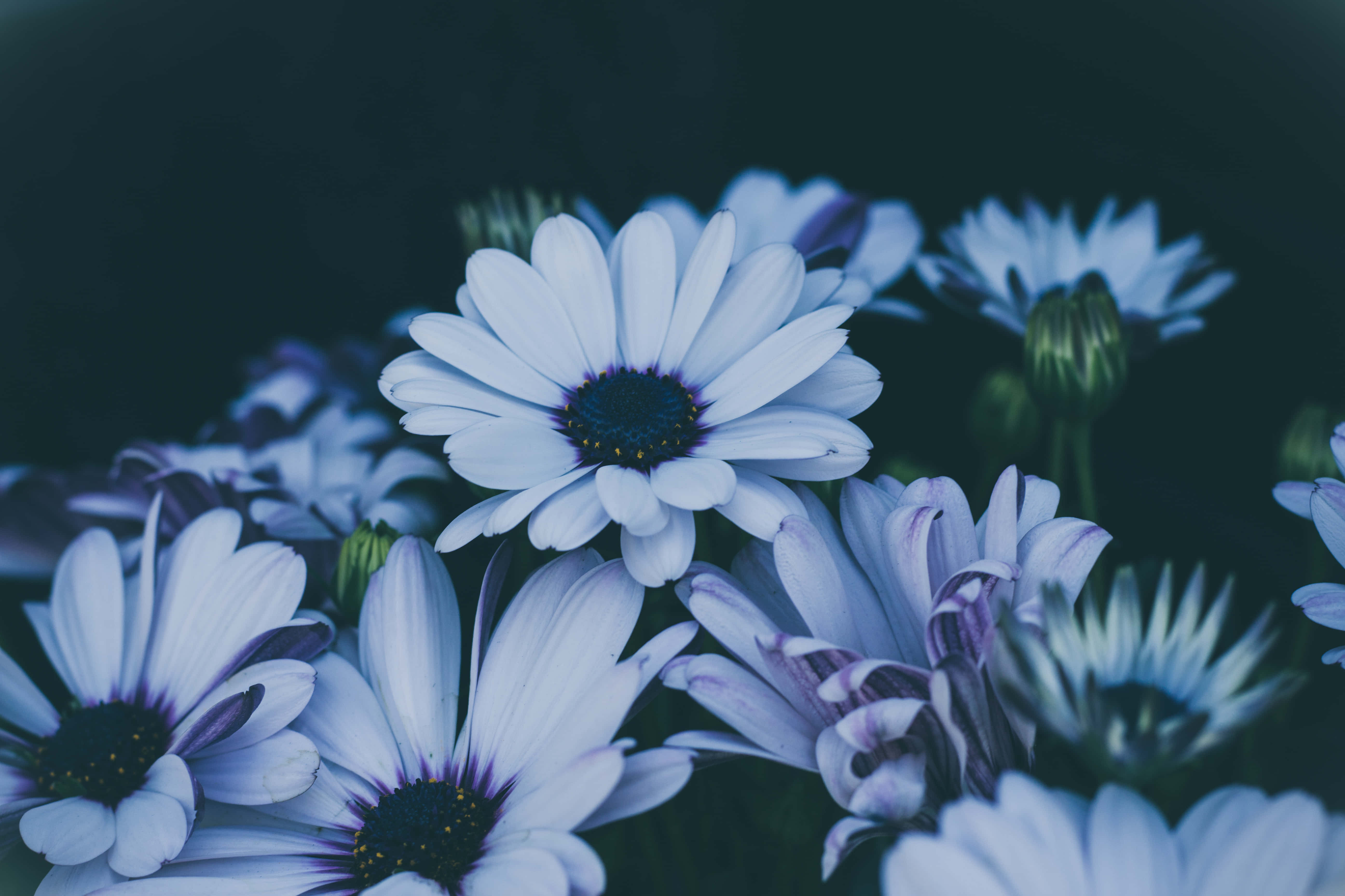 Google Pixel In Bloom Collection, blue flowers, daisies, 5K Desktop Wallpaper