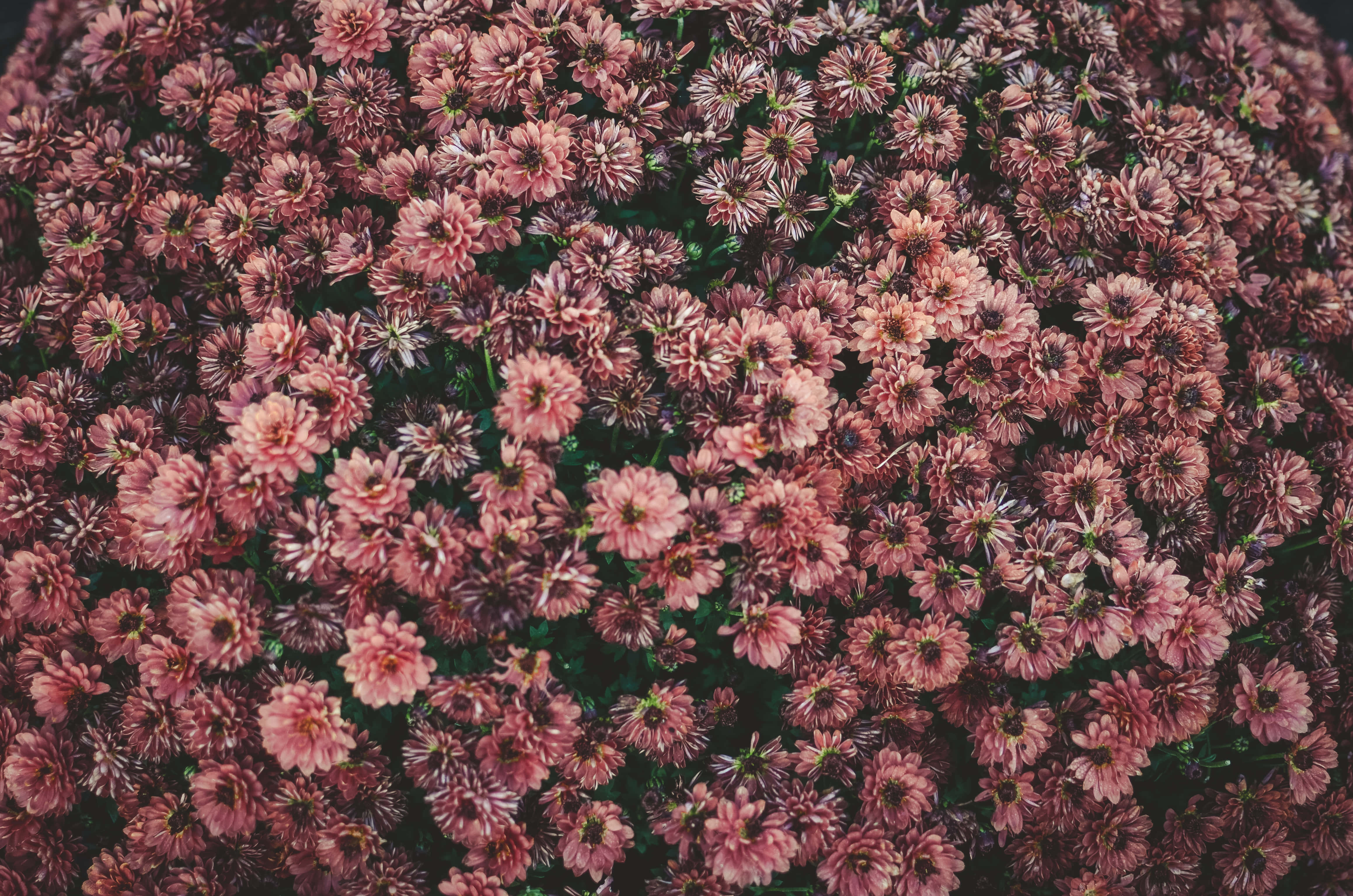 Google Pixel In Bloom Collection, vintage pink flowers, pink chrysanthemums, 4K Desktop Wallpaper
