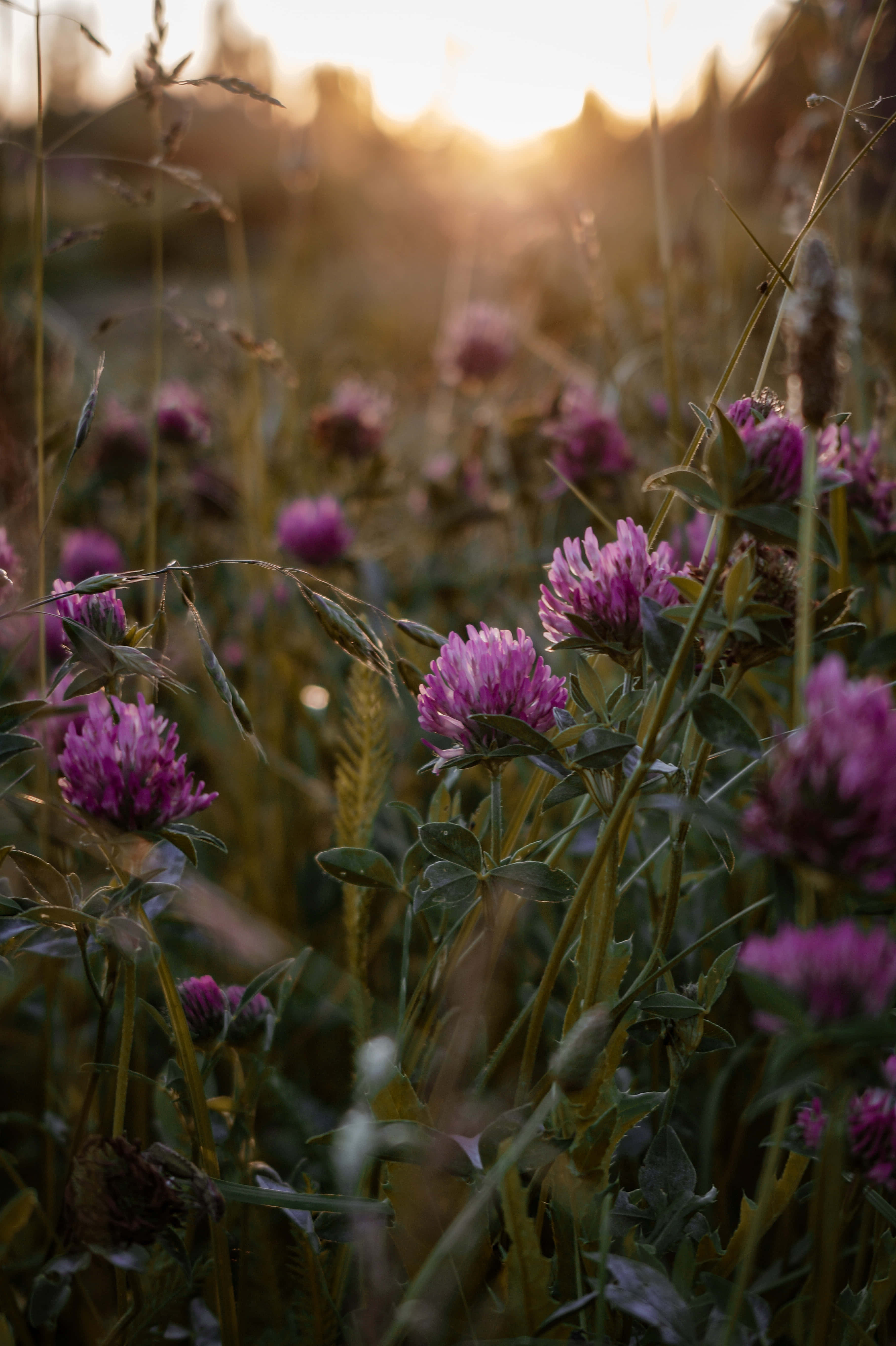 Google Pixel In Bloom Collection, purple flowers, sunset, 5K Phone Wallpaper