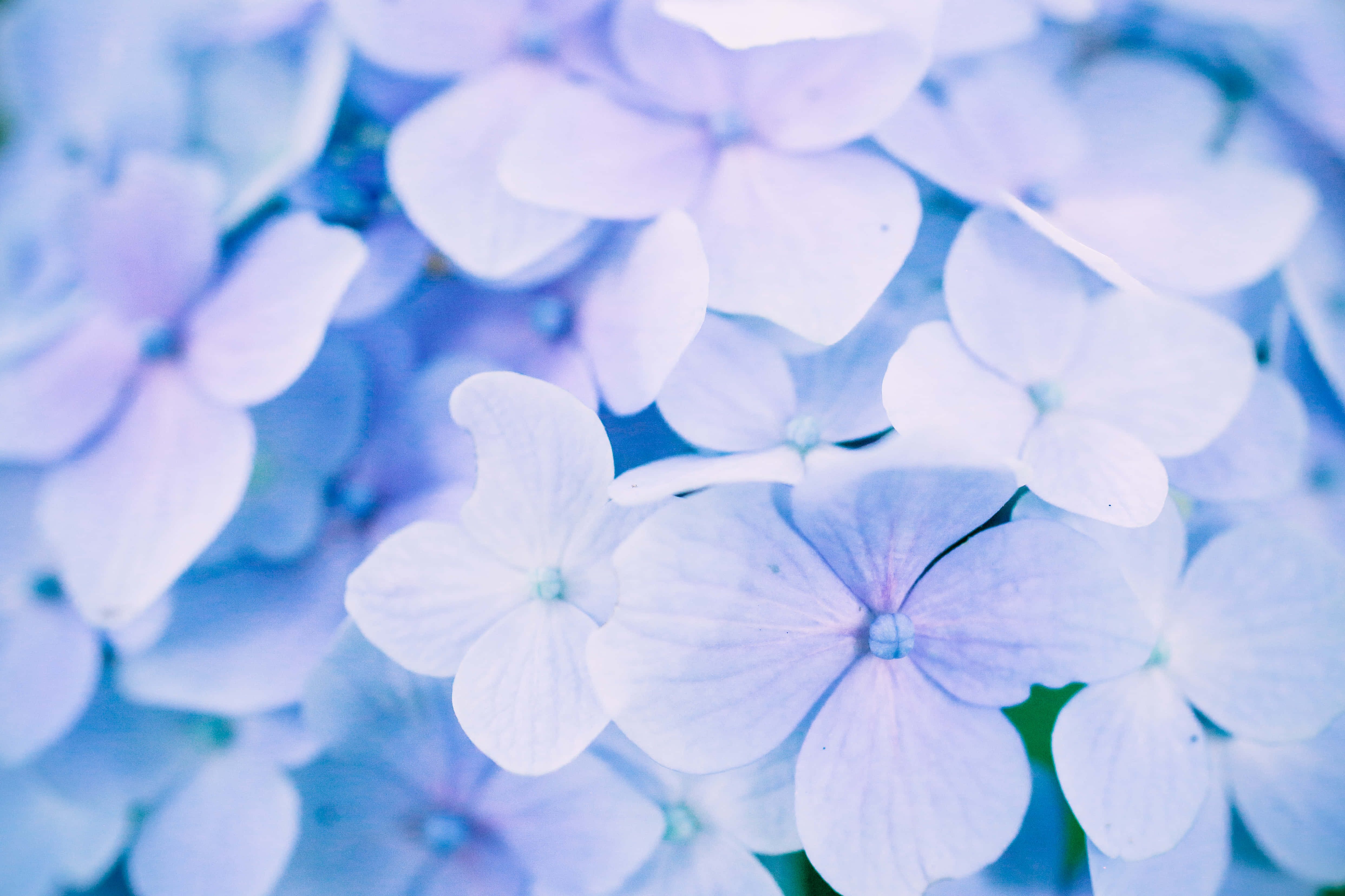 Google Pixel In Bloom Collection, blue hydrangea, soft blue, 4K Desktop Wallpaper