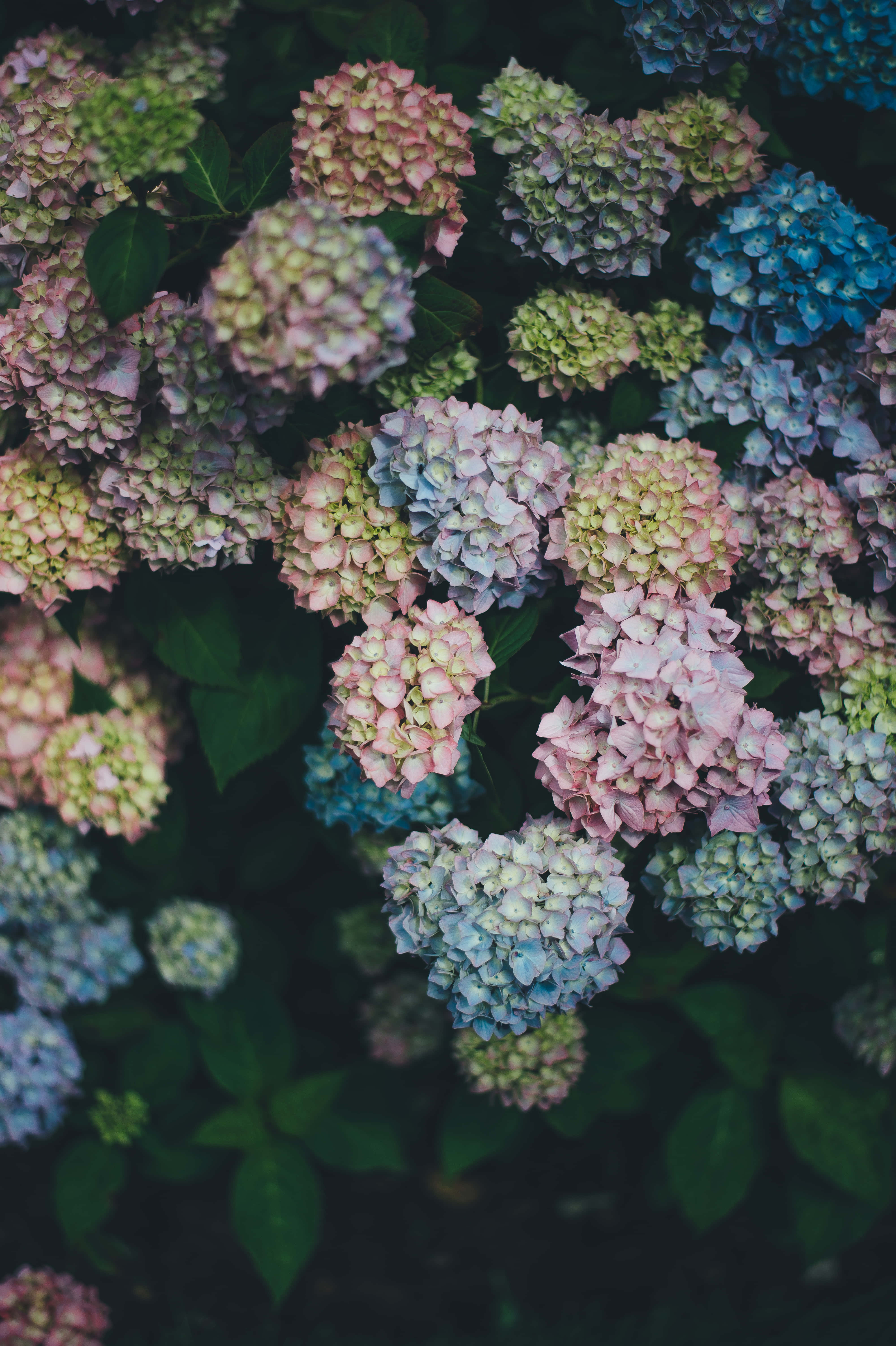 Google Pixel In Bloom Collection, hydrangea blooms, soft pink blue and green hues, 5K Phone Wallpaper