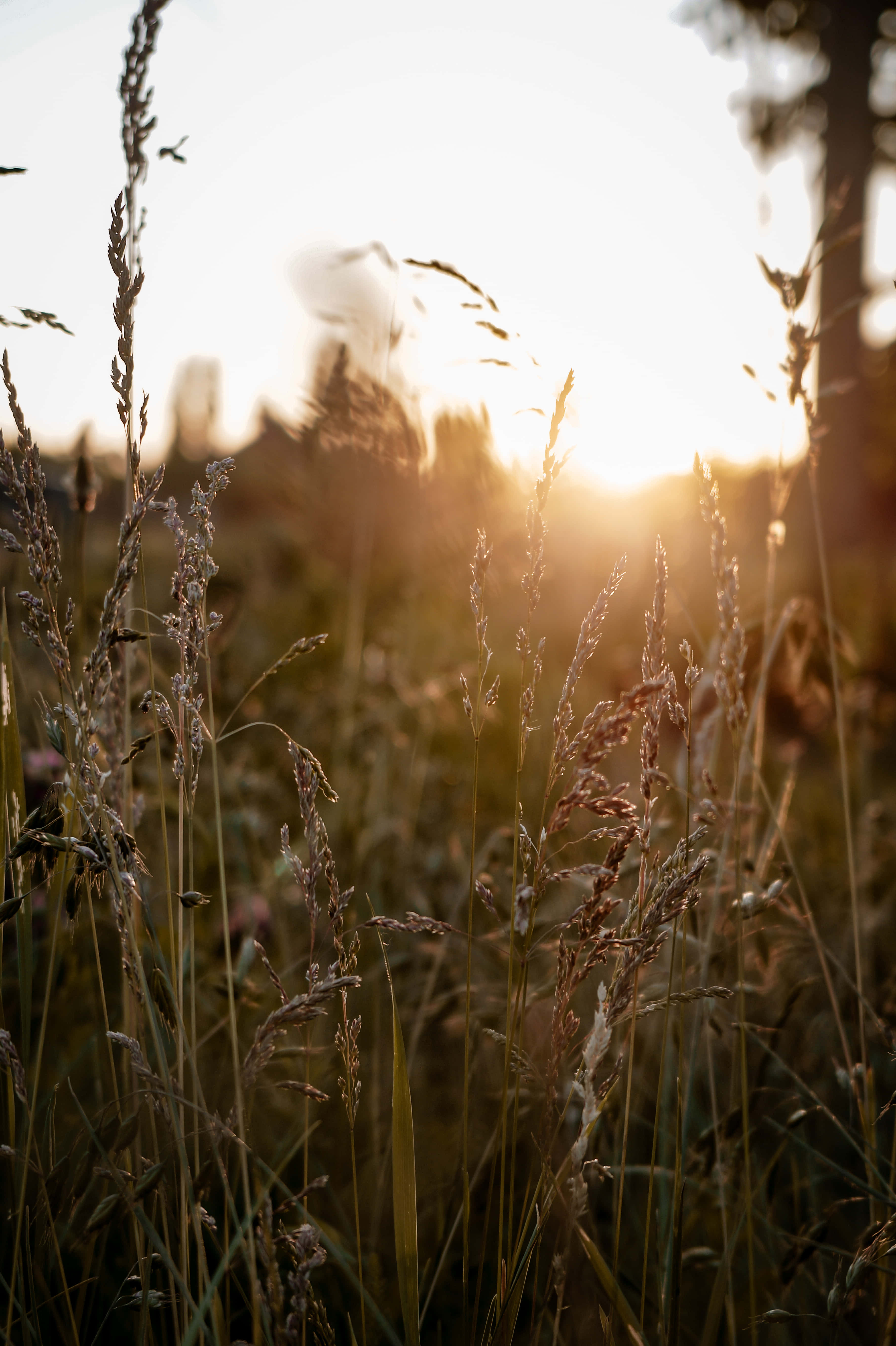Google Pixel In Bloom Collection, grass field, golden sunset, 5K Phone Wallpaper
