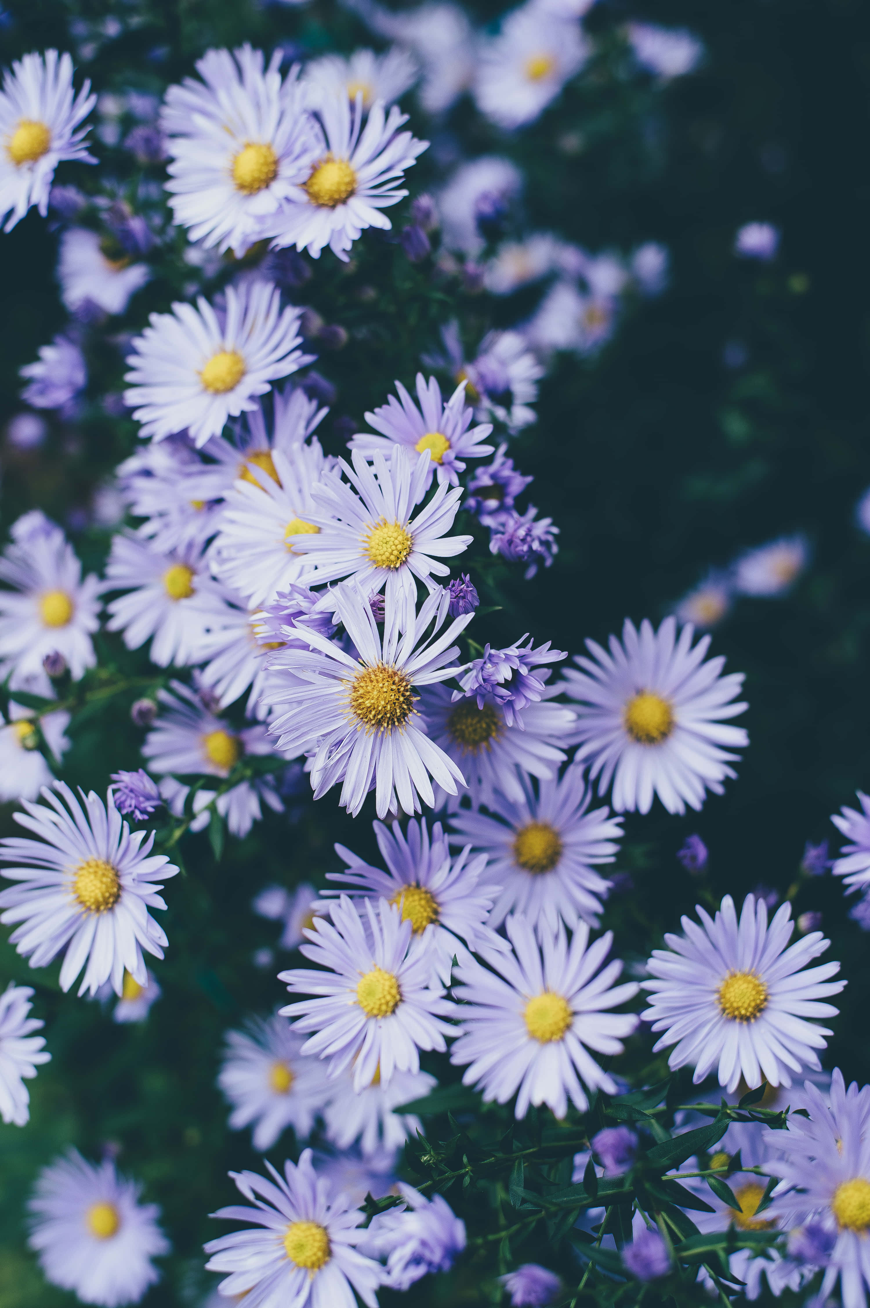 Google Pixel In Bloom Collection, lilac daisies, purple daisies, 4K Phone Wallpaper
