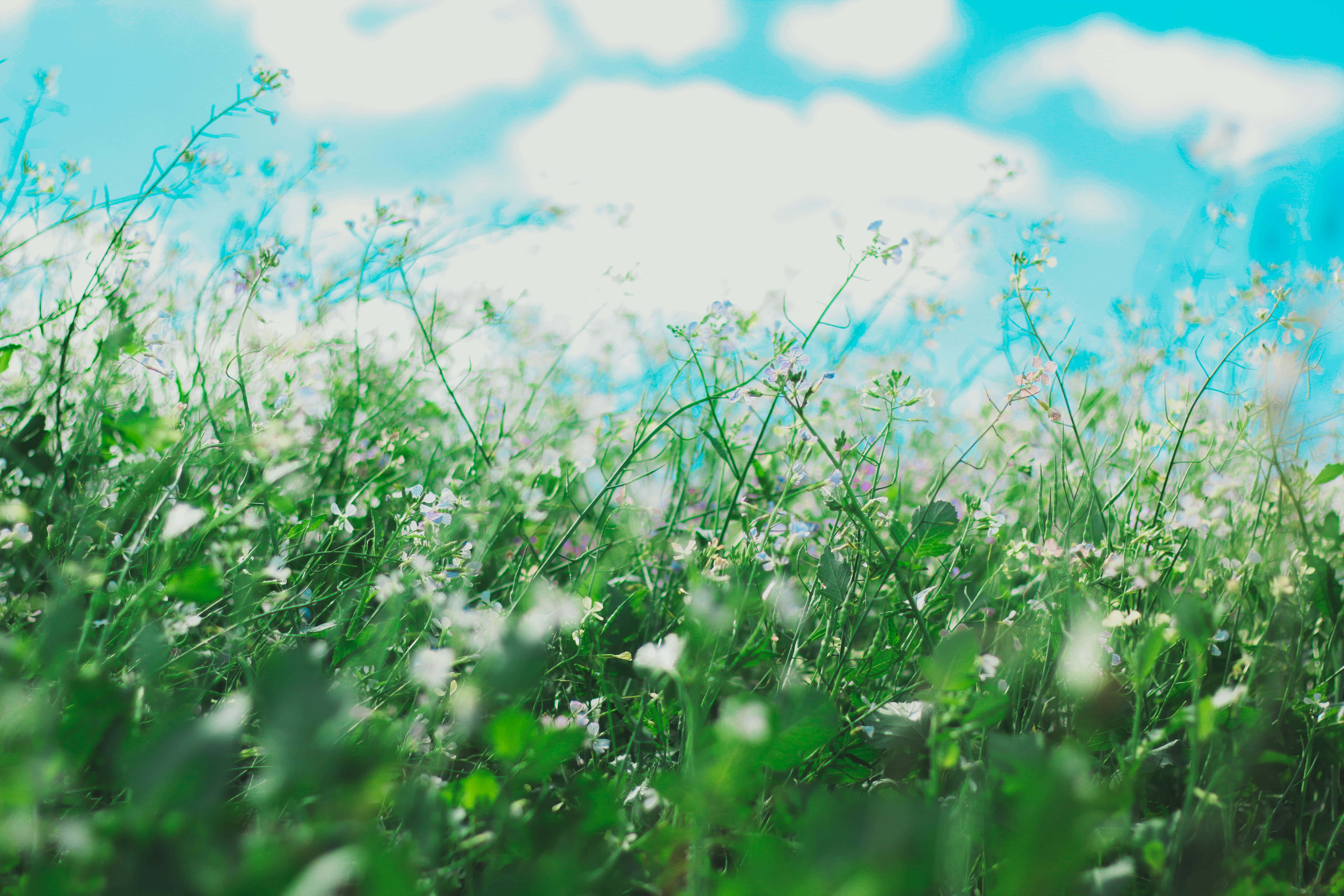 Google Pixel In Bloom Collection, white flower field, sunlit field, 5K Desktop Wallpaper
