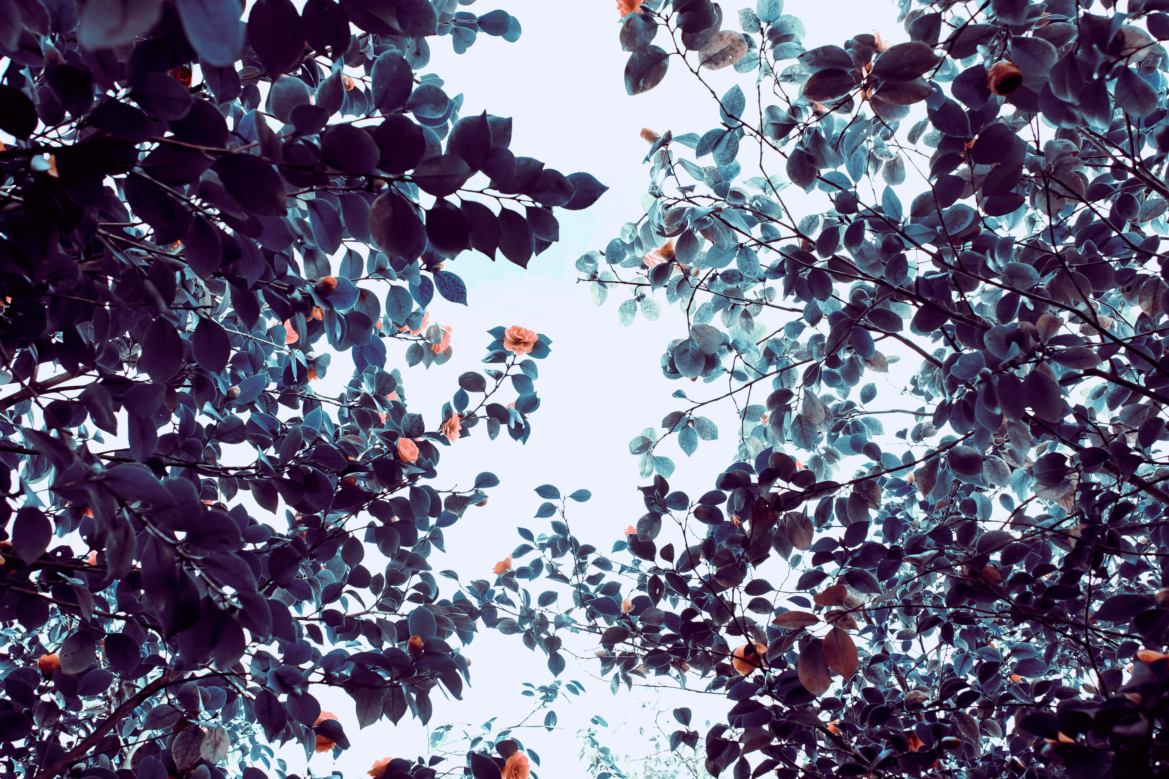 Google Pixel In Bloom Collection, blue filter, dark purple leaves, 4K Desktop Wallpaper