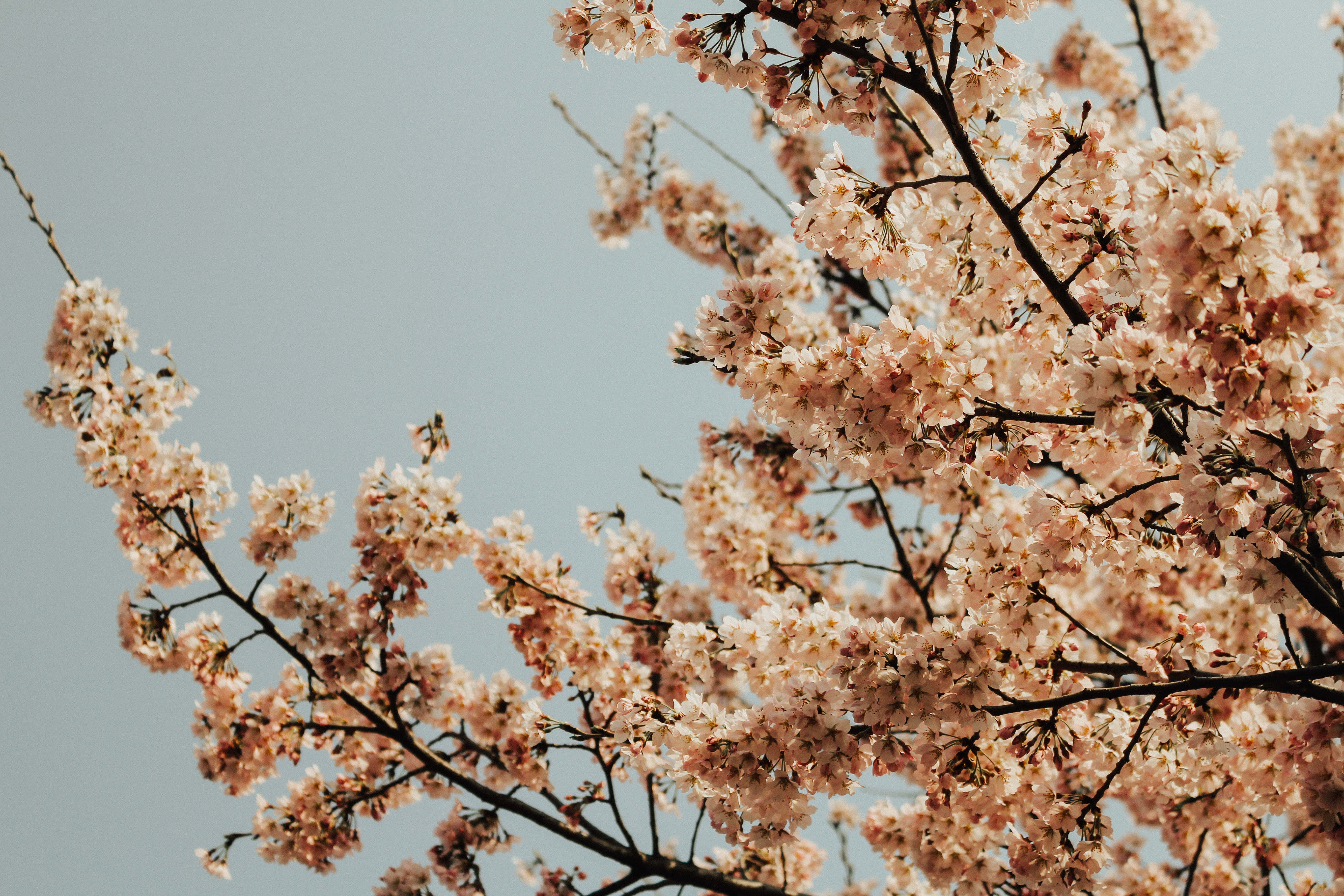 Google Pixel In Bloom Collection, cherry blossom flowers, pink cherry blossoms, 5K Desktop Wallpaper