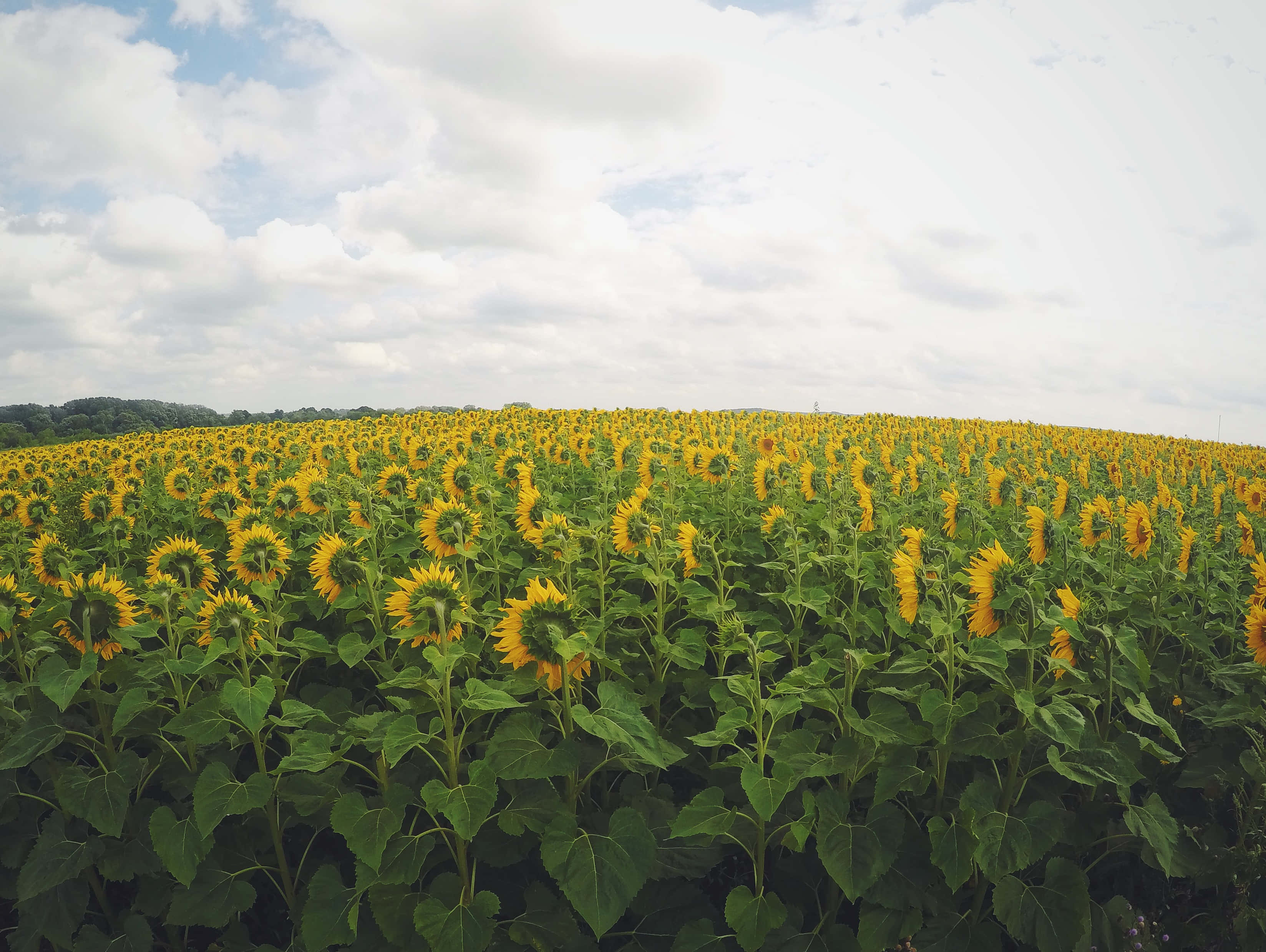 Google Pixel In Bloom Collection, sunflower field, partly cloudy sky, 2K Desktop Wallpaper