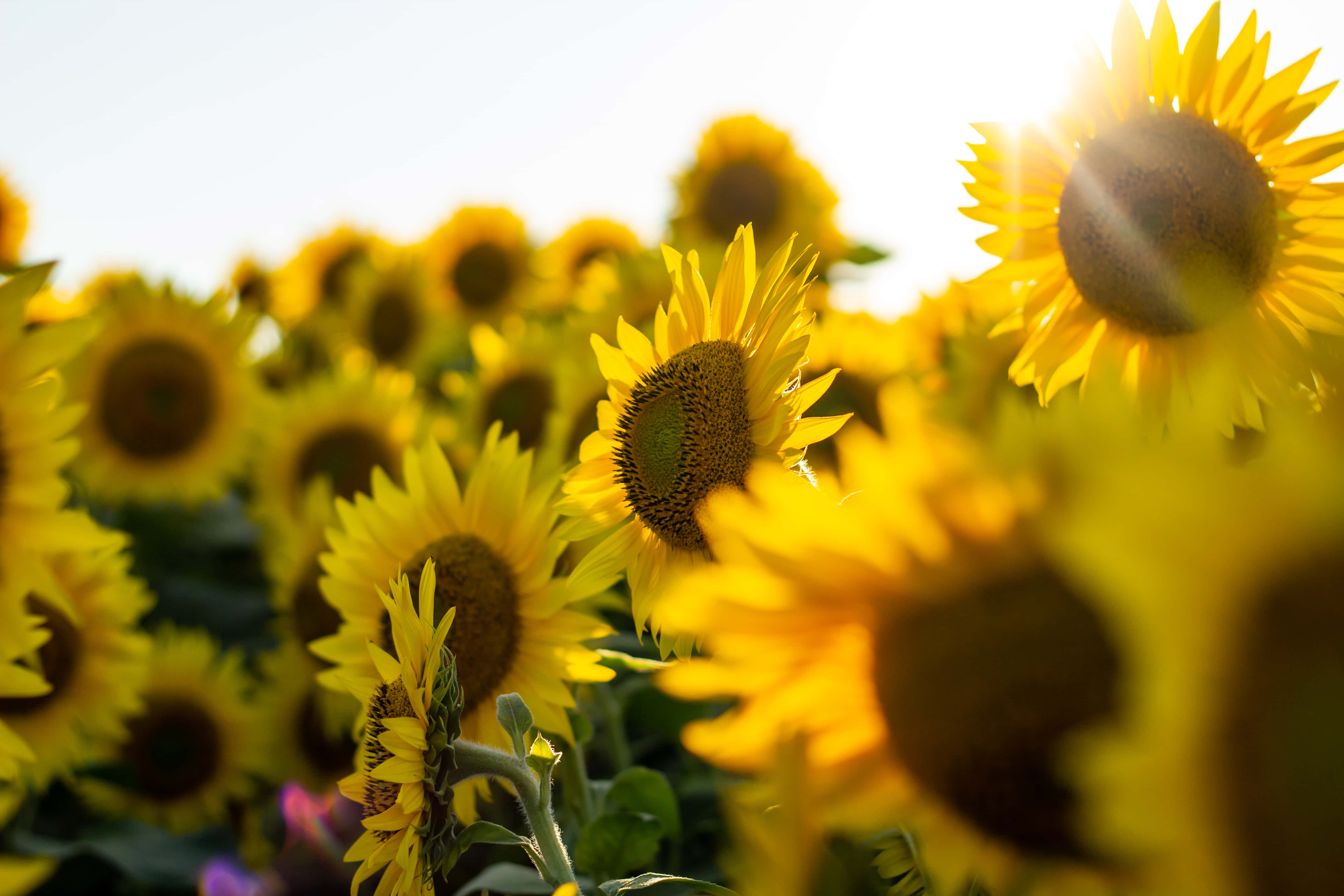 Google Pixel In Bloom Collection, sunflower field, golden field, 5K Desktop Wallpaper