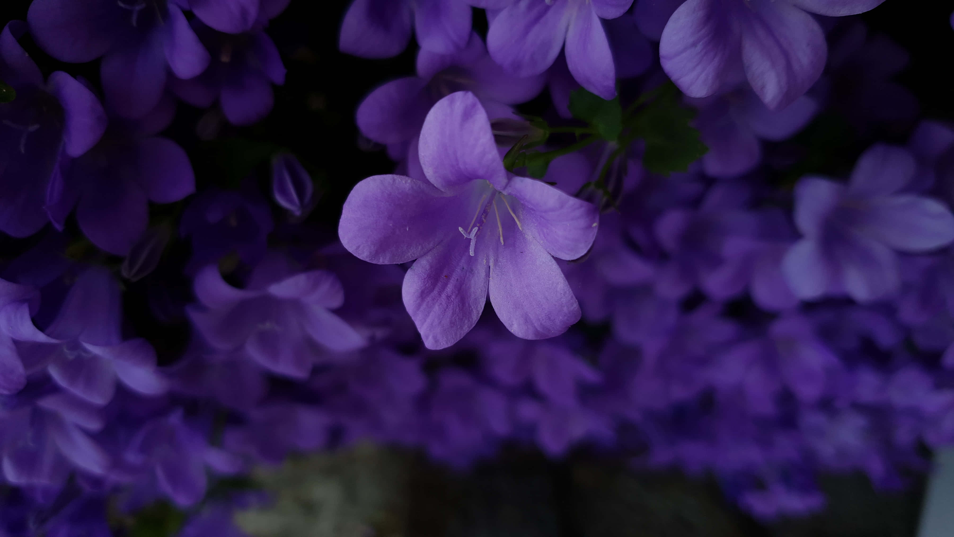 Google Pixel In Bloom Collection, purple aesthetic, bellflower, 4K Desktop Wallpaper