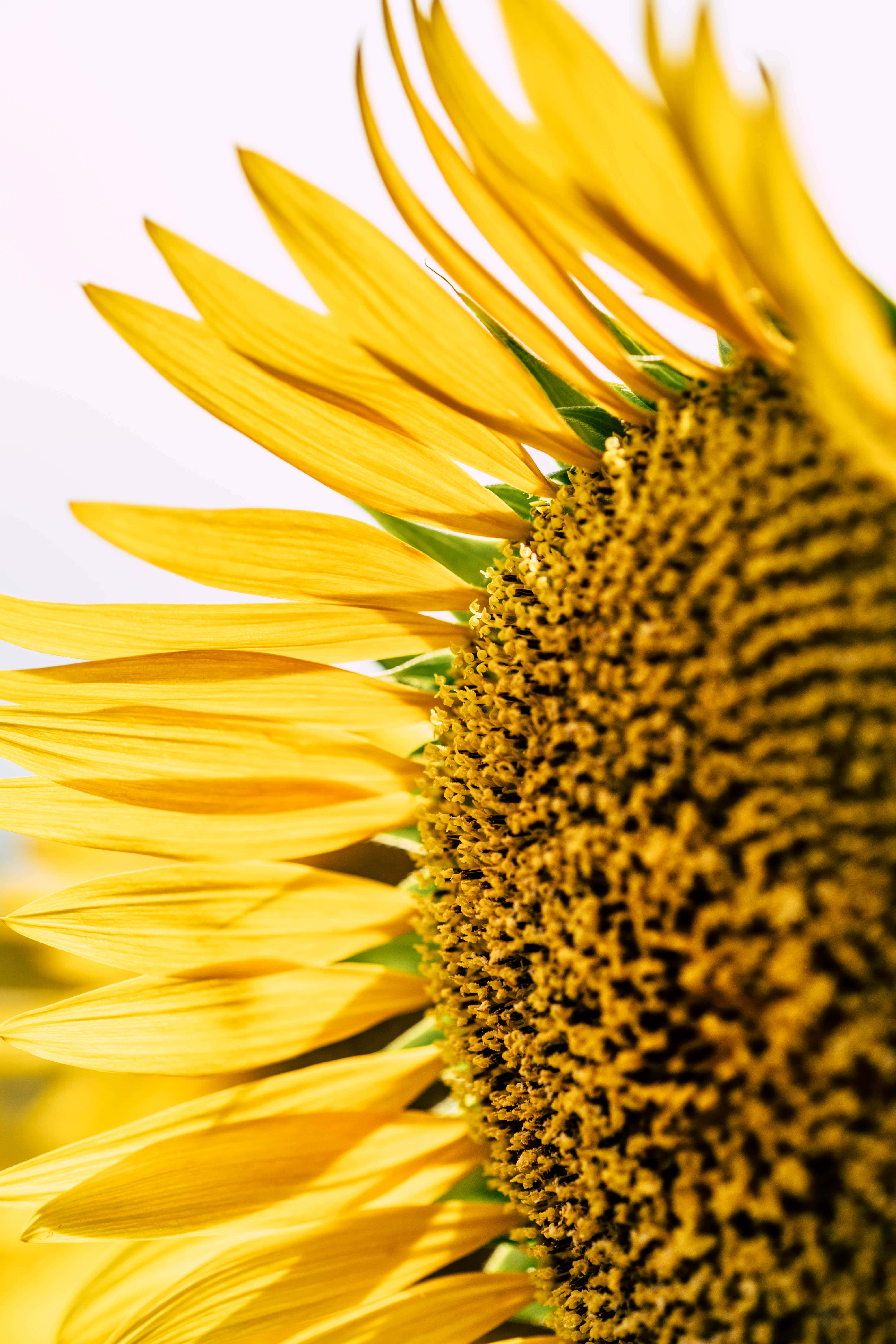 Google Pixel In Bloom Collection, sunflower, golden petals, 5K Phone Wallpaper