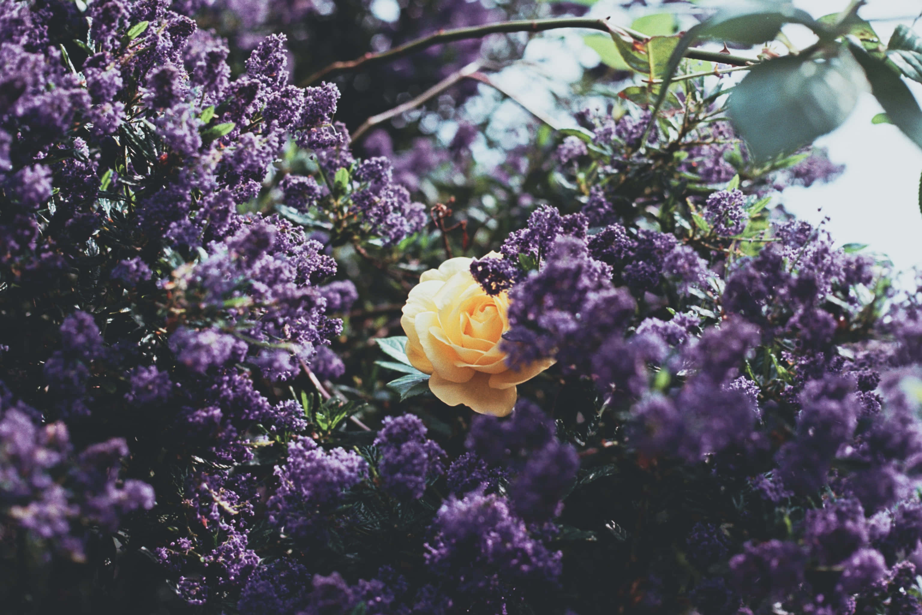 Google Pixel In Bloom Collection, rose, lilacs, 2K Desktop Wallpaper