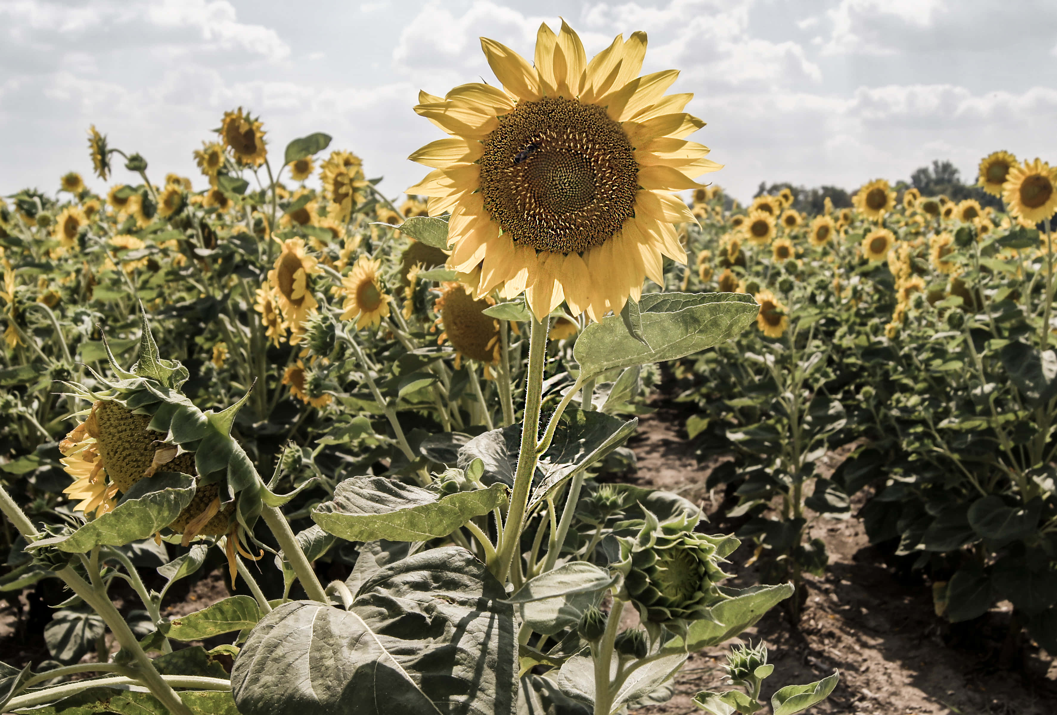 Google Pixel In Bloom Collection, sunflower field, partly cloudy sky, 2K Desktop Wallpaper