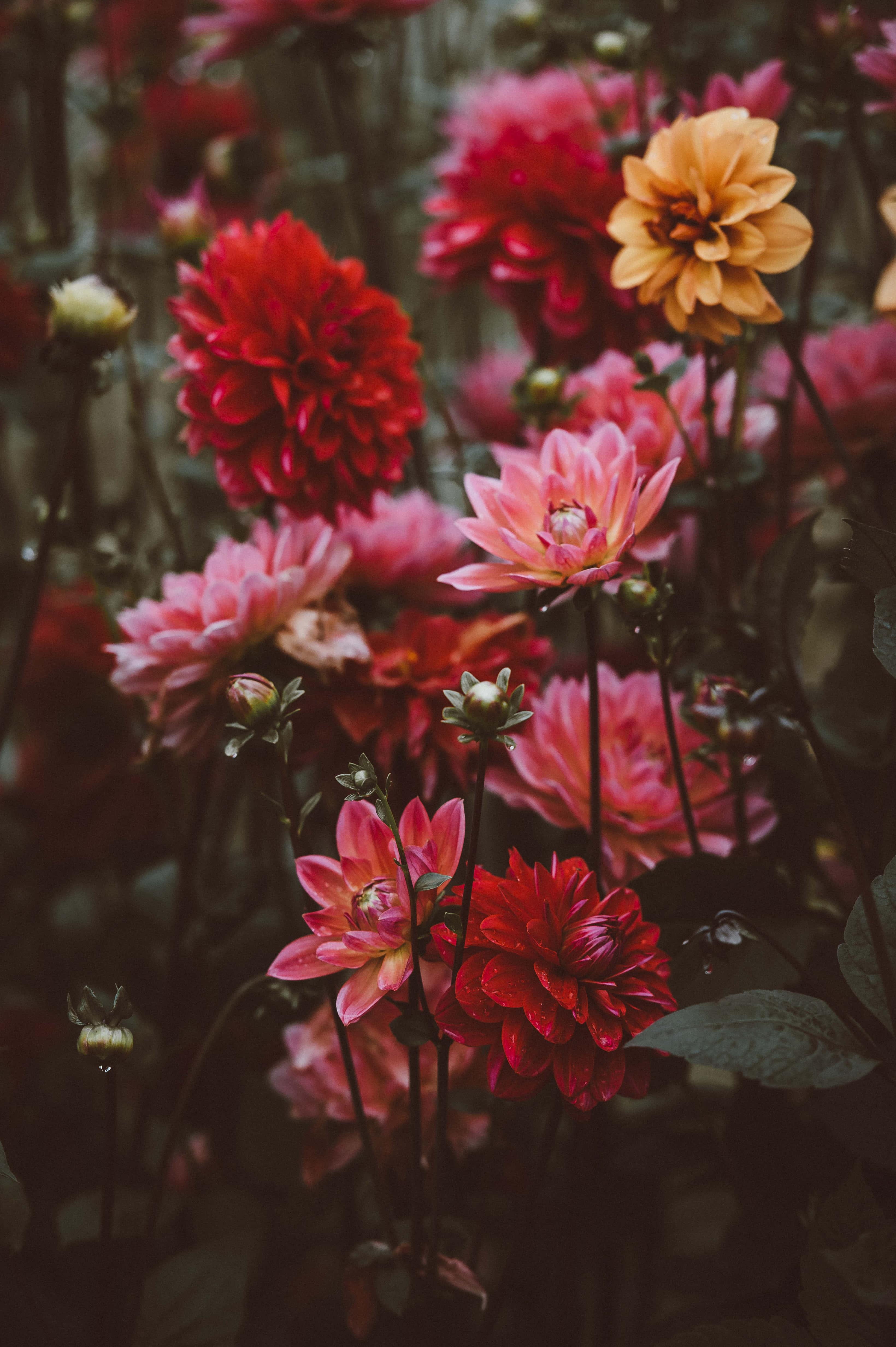 Google Pixel, In Bloom Collection, dahlias, 4K Phone Wallpaper