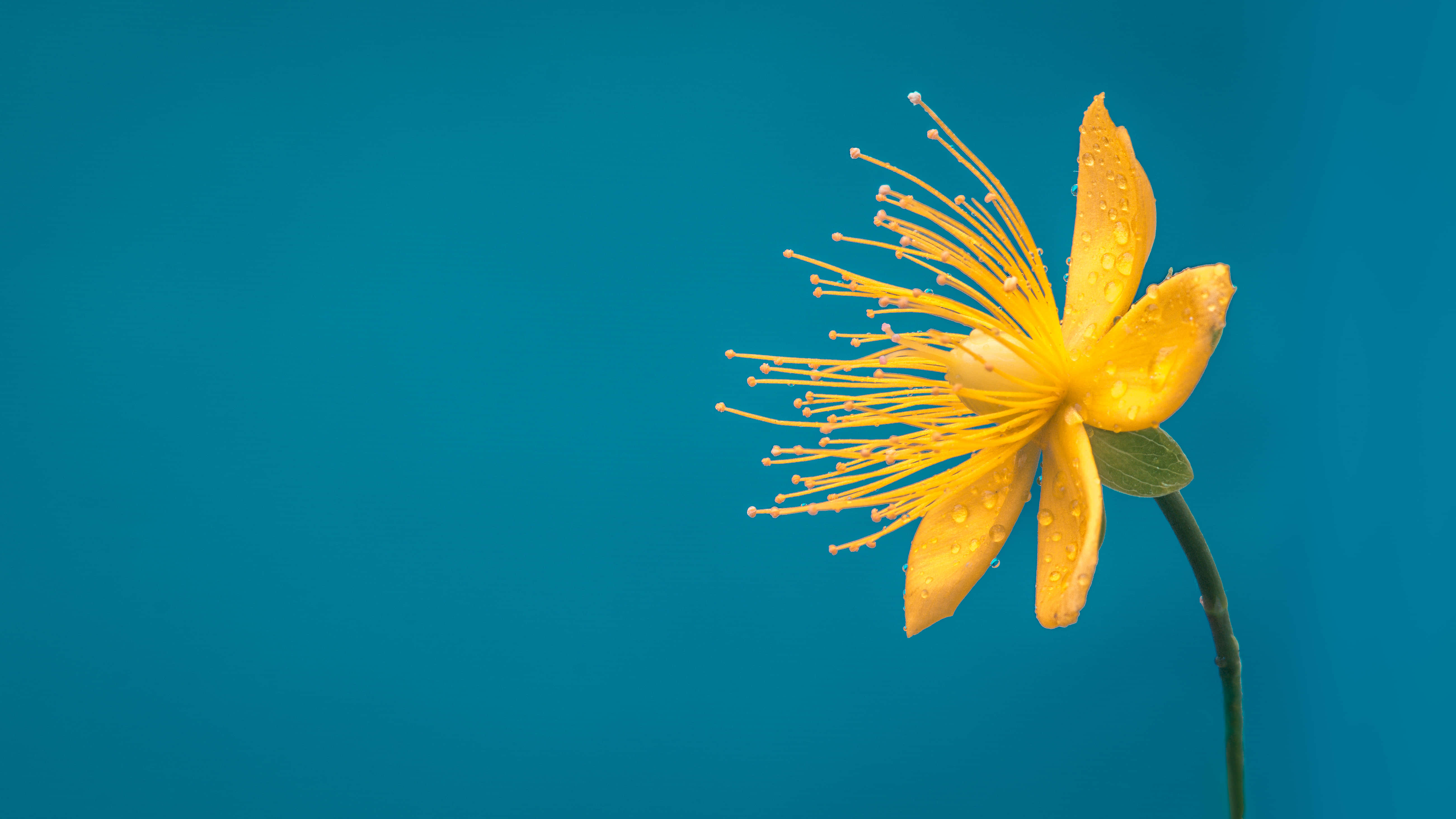 Google Pixel In Bloom Collection, lone yellow flower, vibrant yellow flower, 5K Desktop Wallpaper