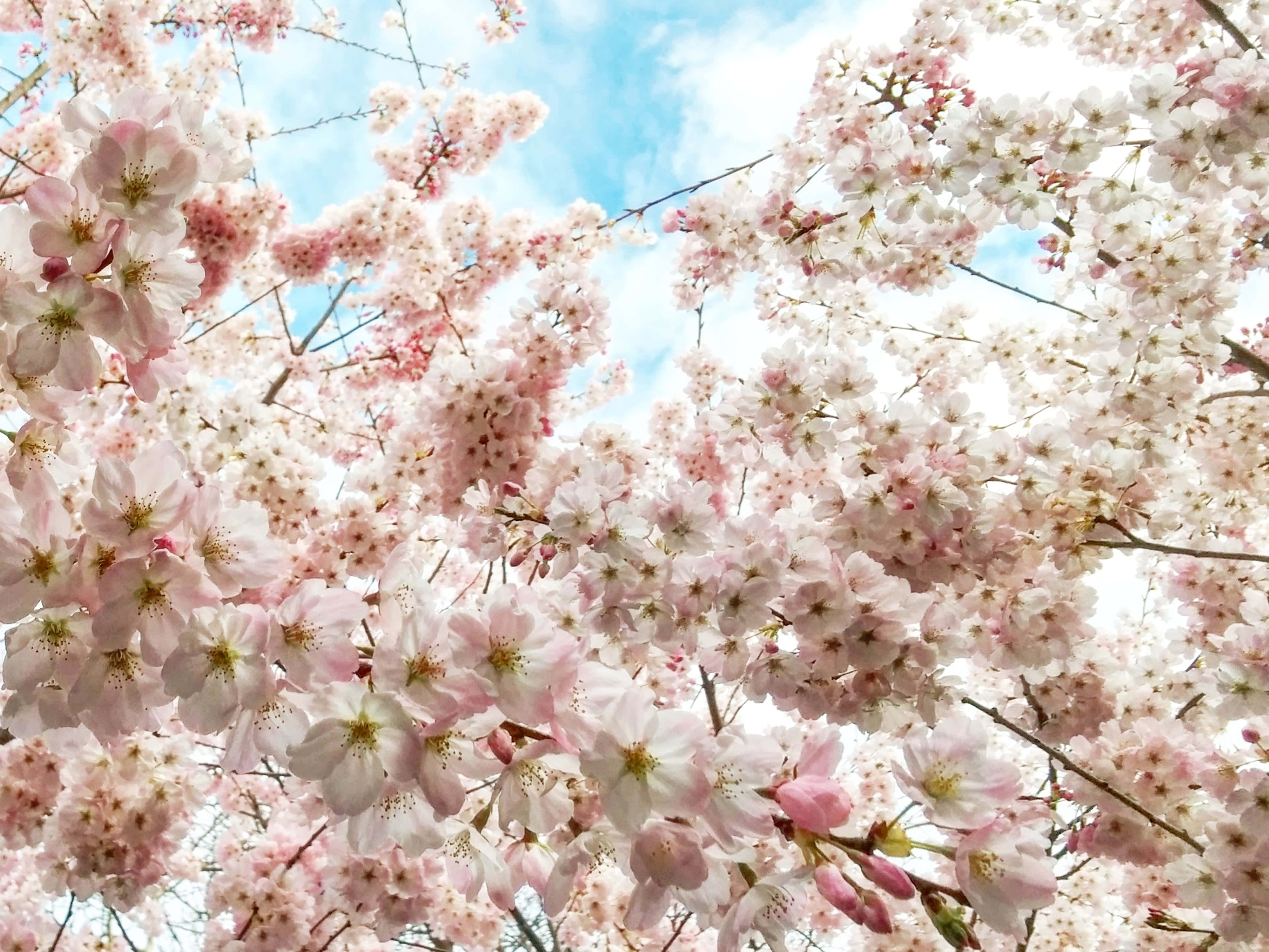 Google Pixel In Bloom Collection, pink cherry blossoms, bright blue sky, 8K Desktop Wallpaper