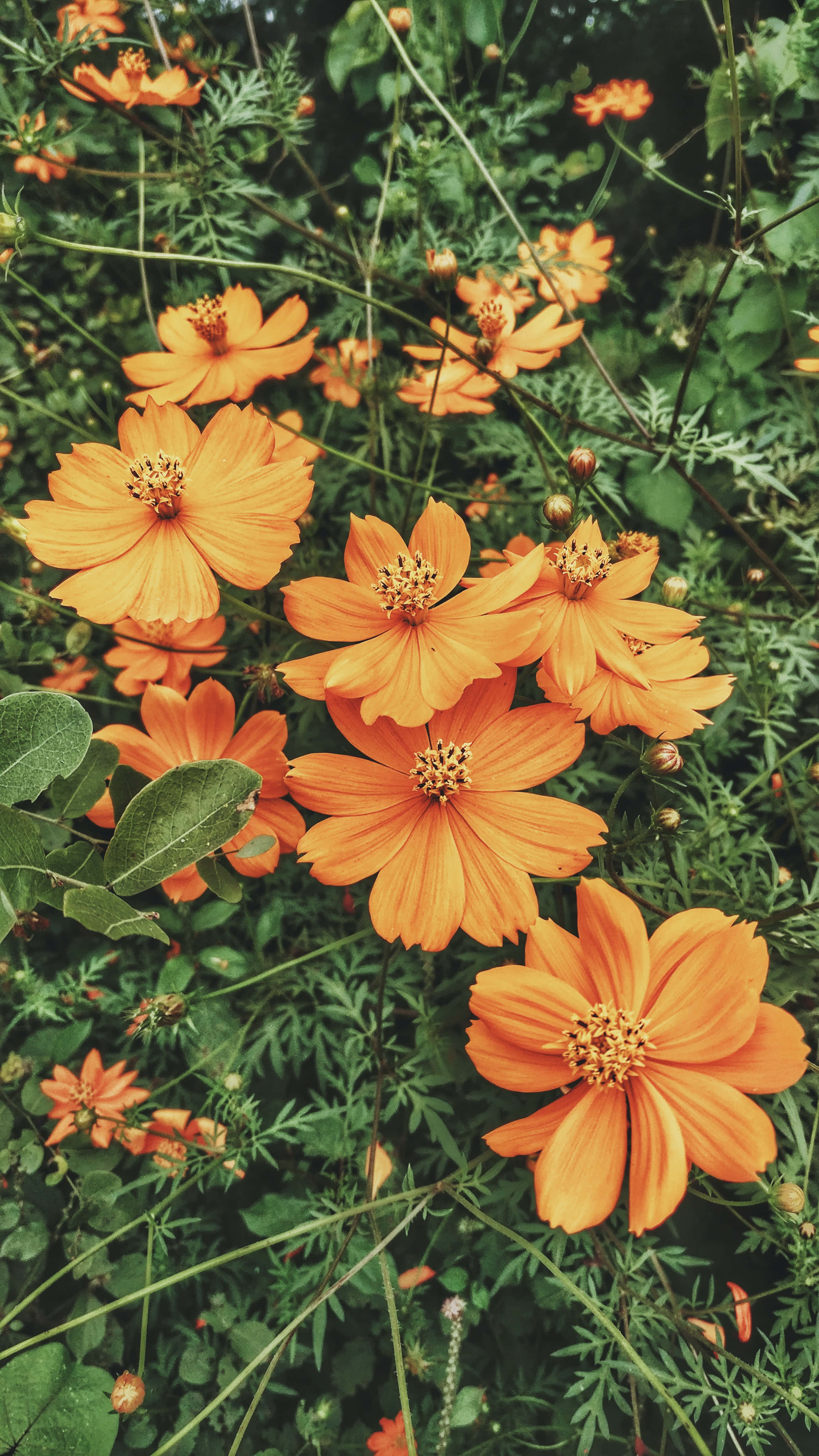 Google Pixel In Bloom Collection, vintage orange flowers, cosmos flowers, 4K Phone Wallpaper