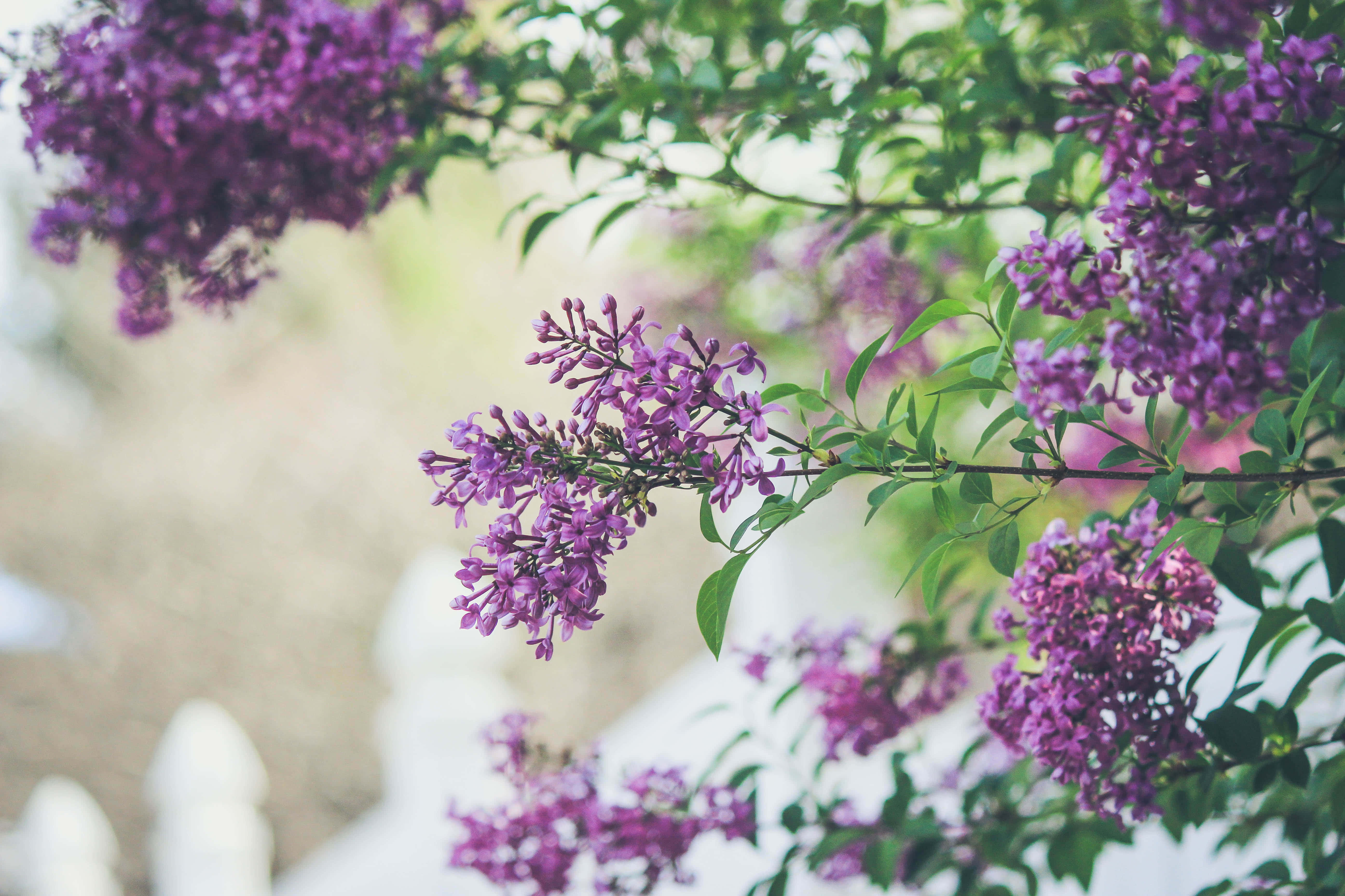 Google Pixel In Bloom Collection, tiny purple flowers, vibrant purple lilac blossoms, 5K Desktop Wallpaper