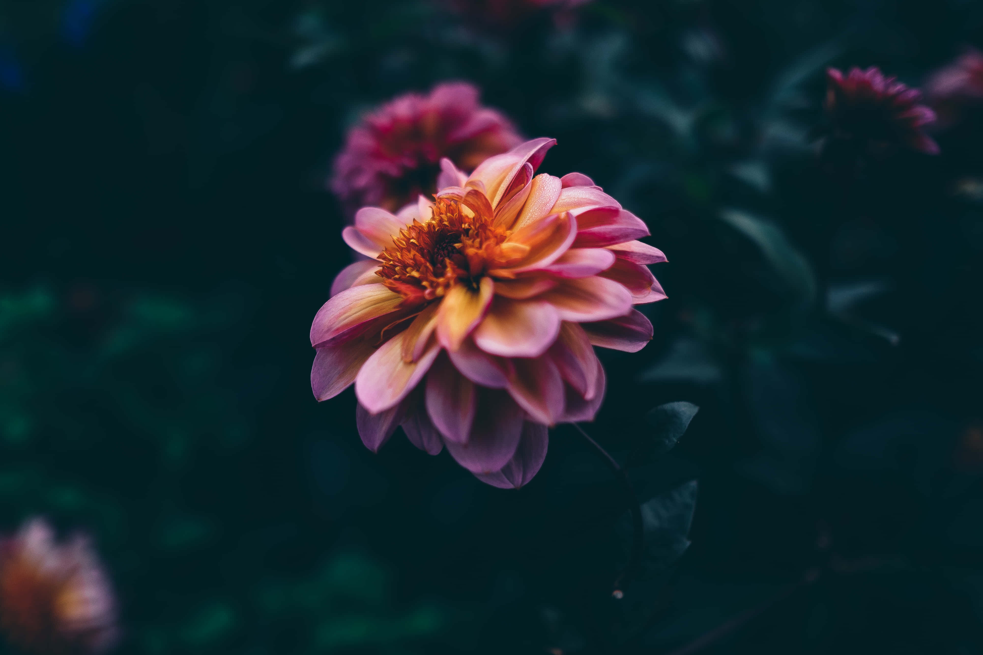 Google Pixel In Bloom Collection, vintage flower, pink dahlia, 4K Desktop Wallpaper