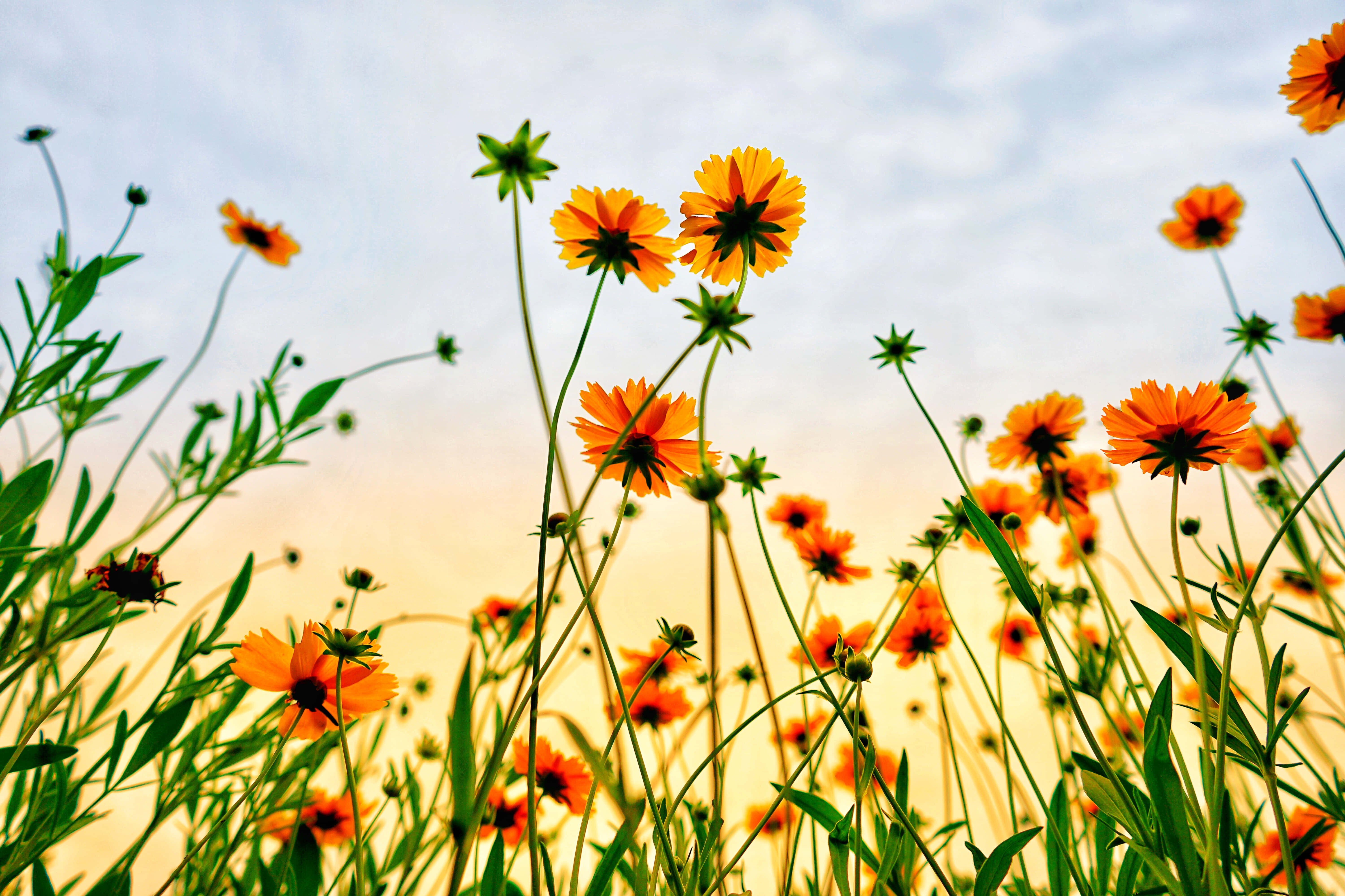 Google Pixel In Bloom Collection, worm's-eye view, vibrant orange wildflowers, 5K Desktop Wallpaper