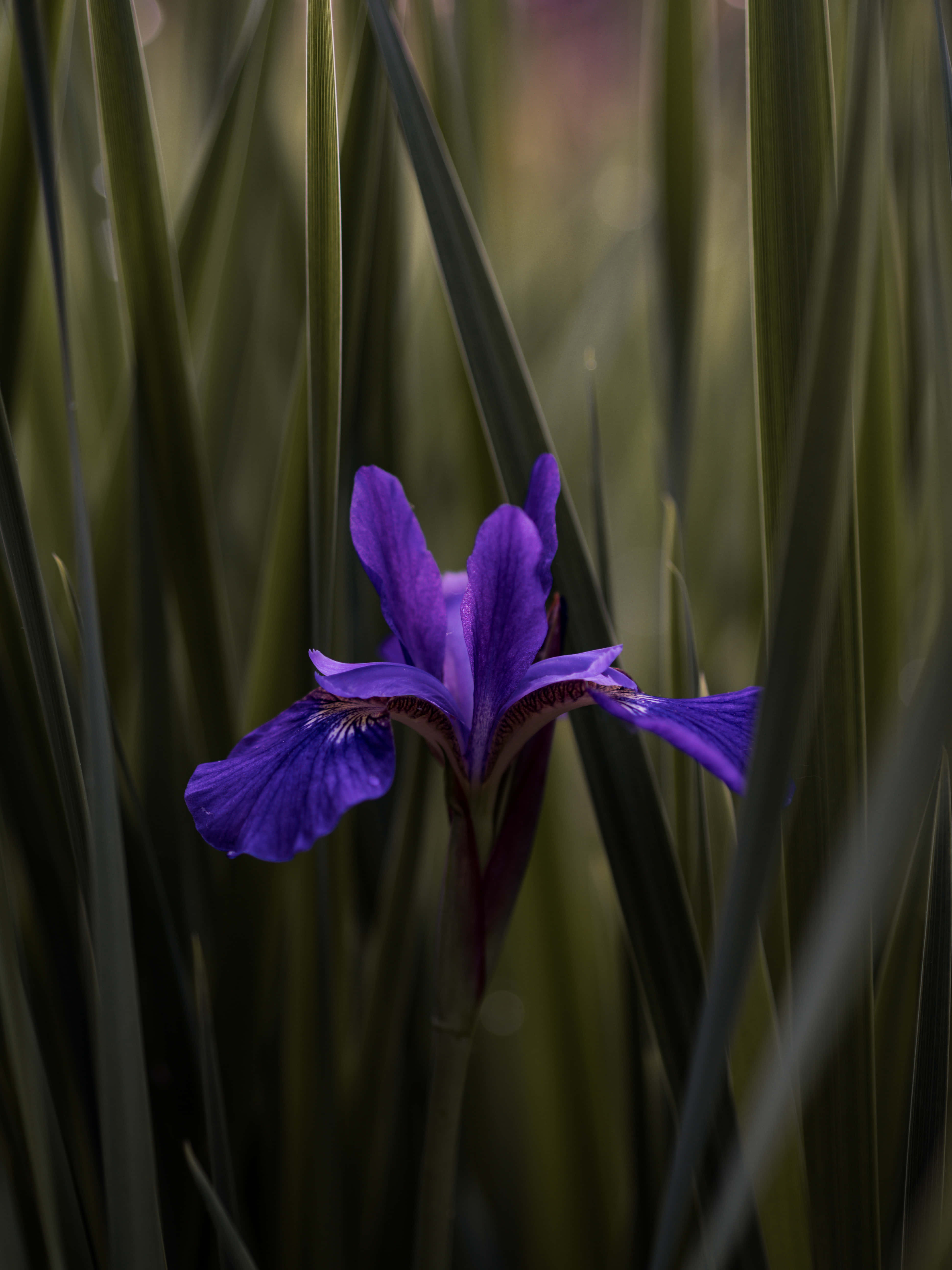 Google Pixel In Bloom Collection, lone purple flower, vibrant purple iris, 5K Phone Wallpaper