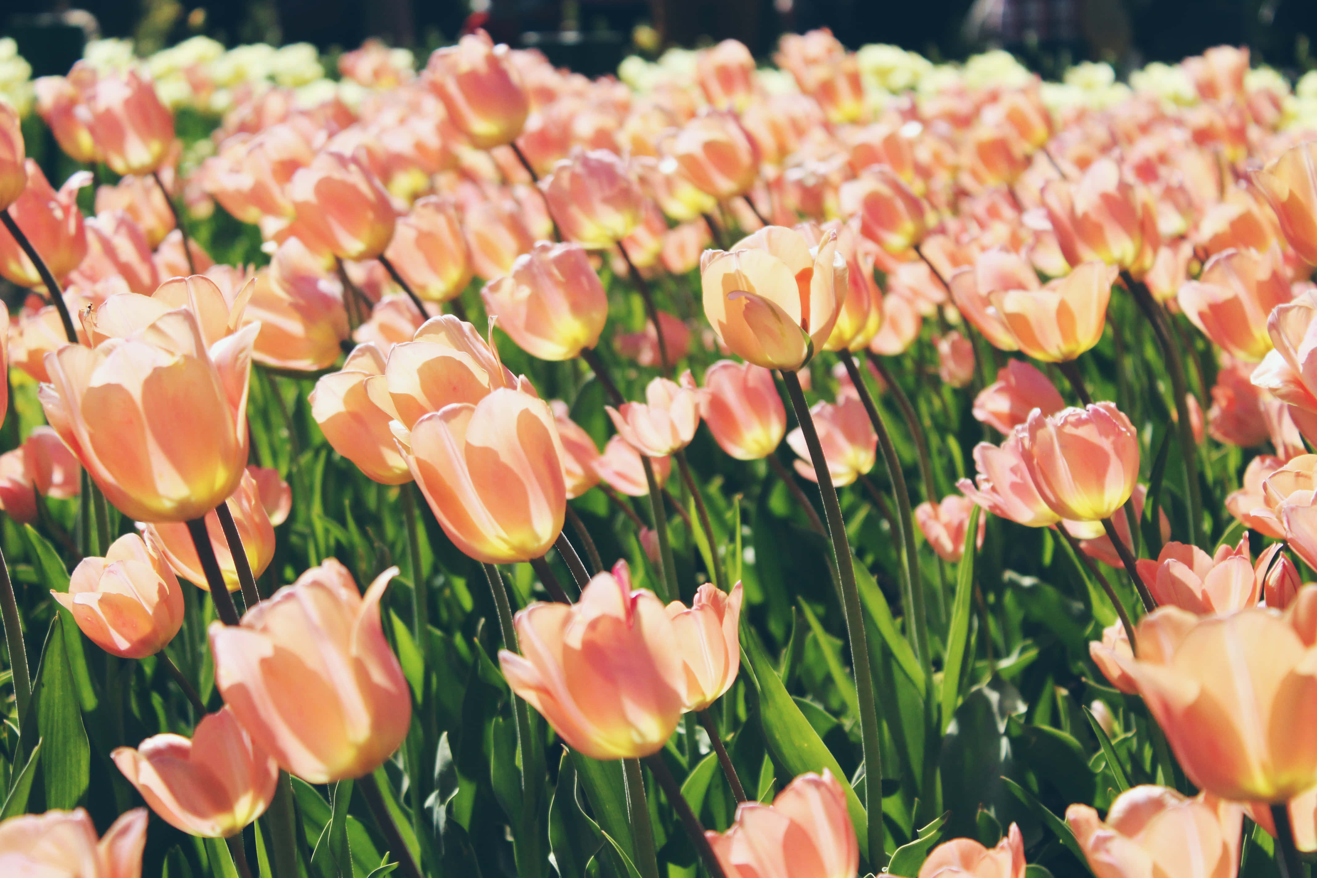 Google Pixel In Bloom Collection, tulip field, peach tulips, 4K Desktop Wallpaper