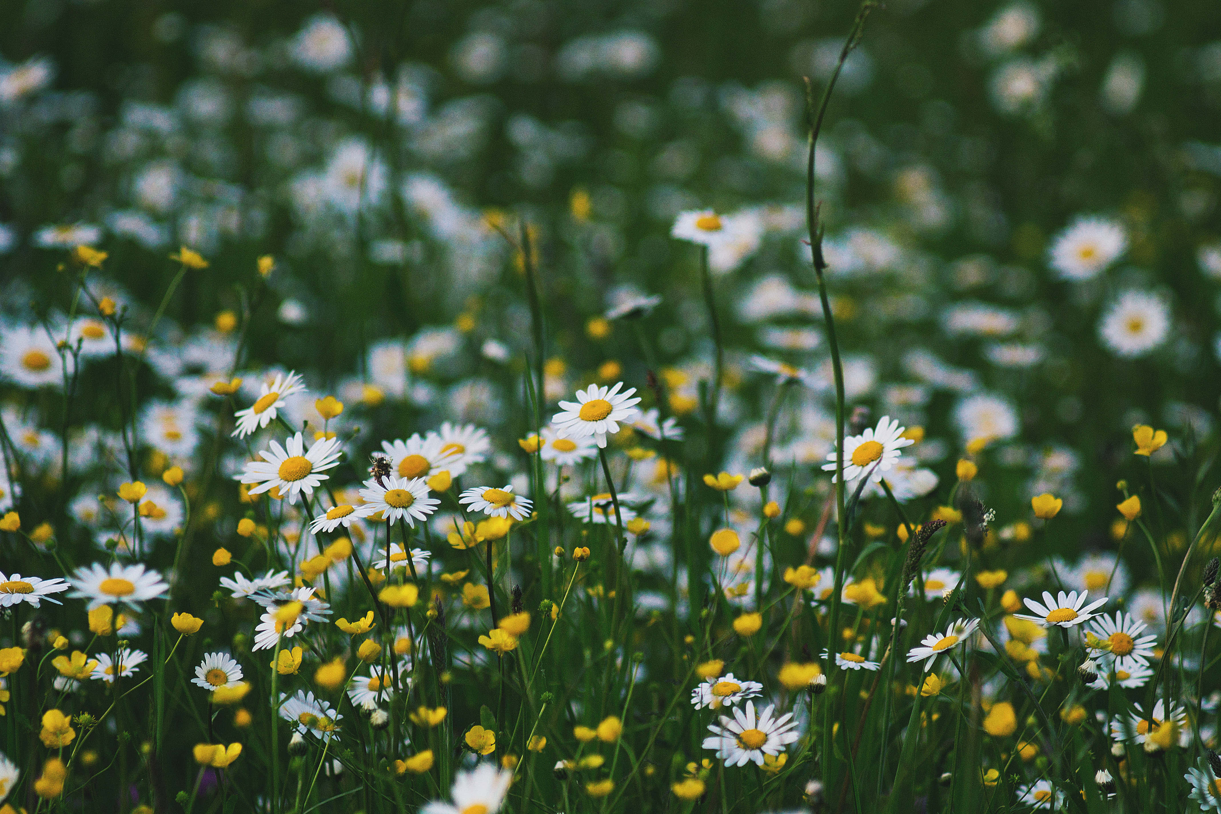 Google Pixel In Bloom Collection, daisy, chamomile, 4K Desktop Wallpaper