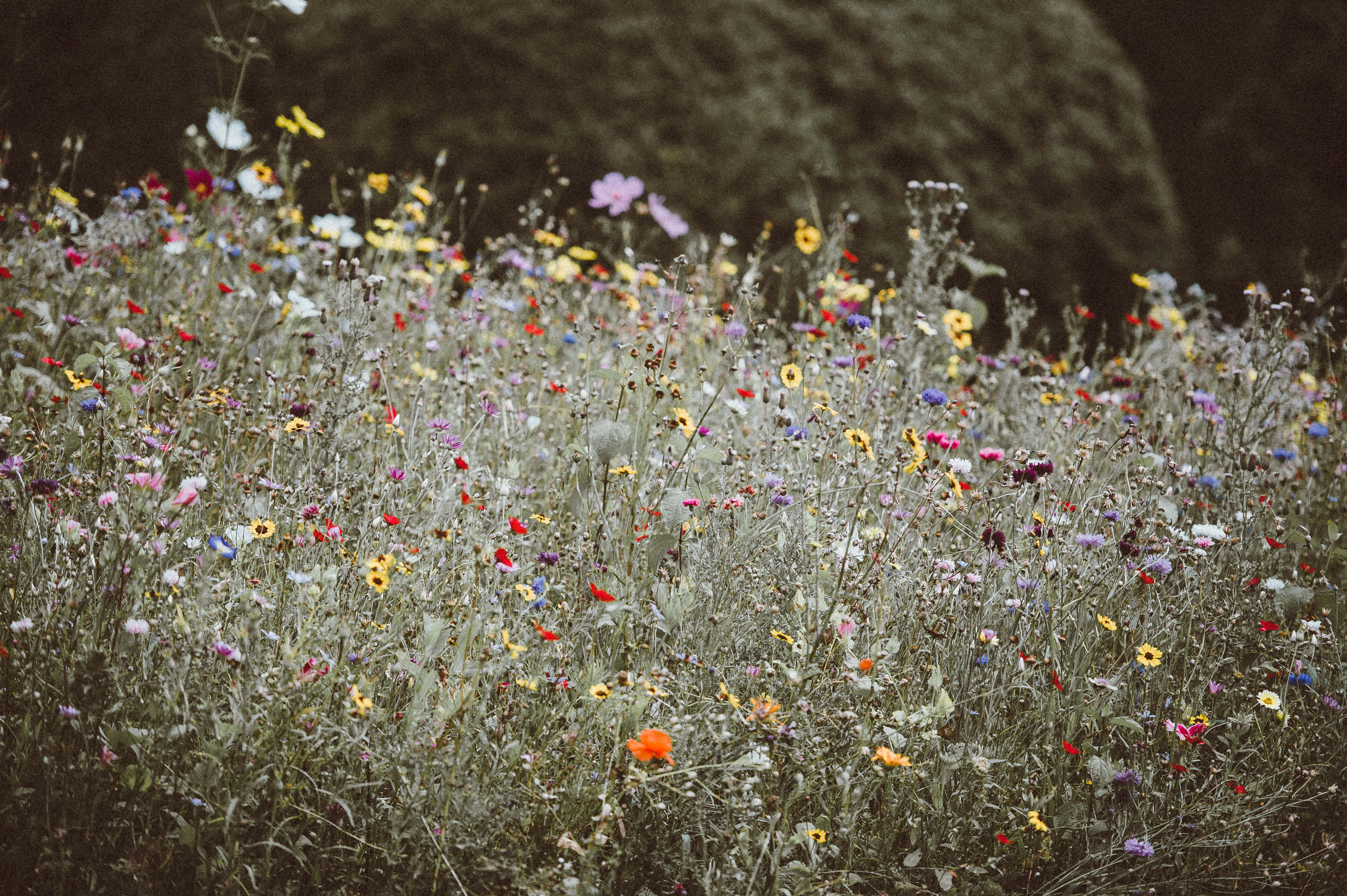 Google Pixel In Bloom Collection, vintage field, wildflowers, 4K Desktop Wallpaper