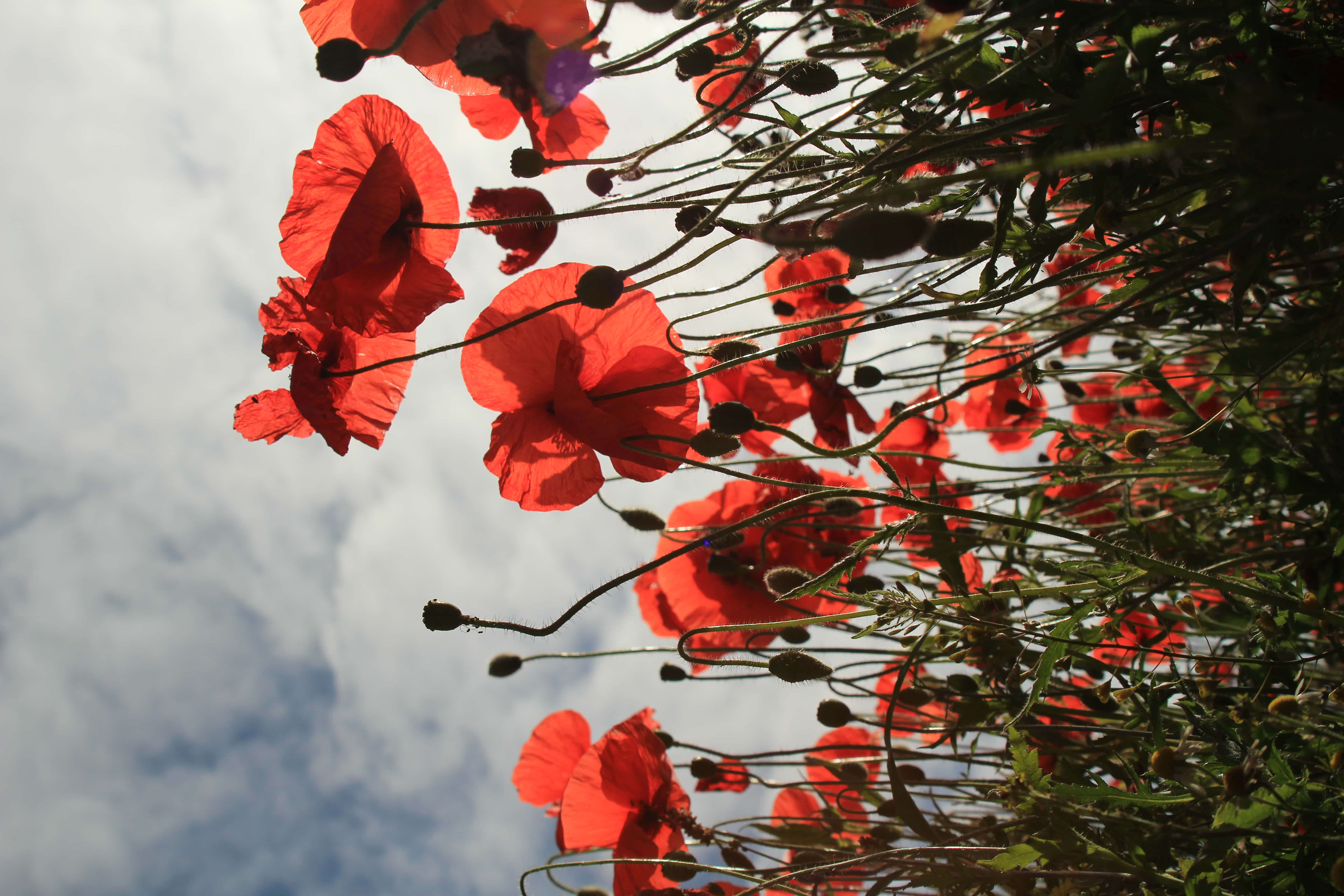 Google Pixel In Bloom Collection, red poppy, vibrant red poppies, 5K Desktop Wallpaper