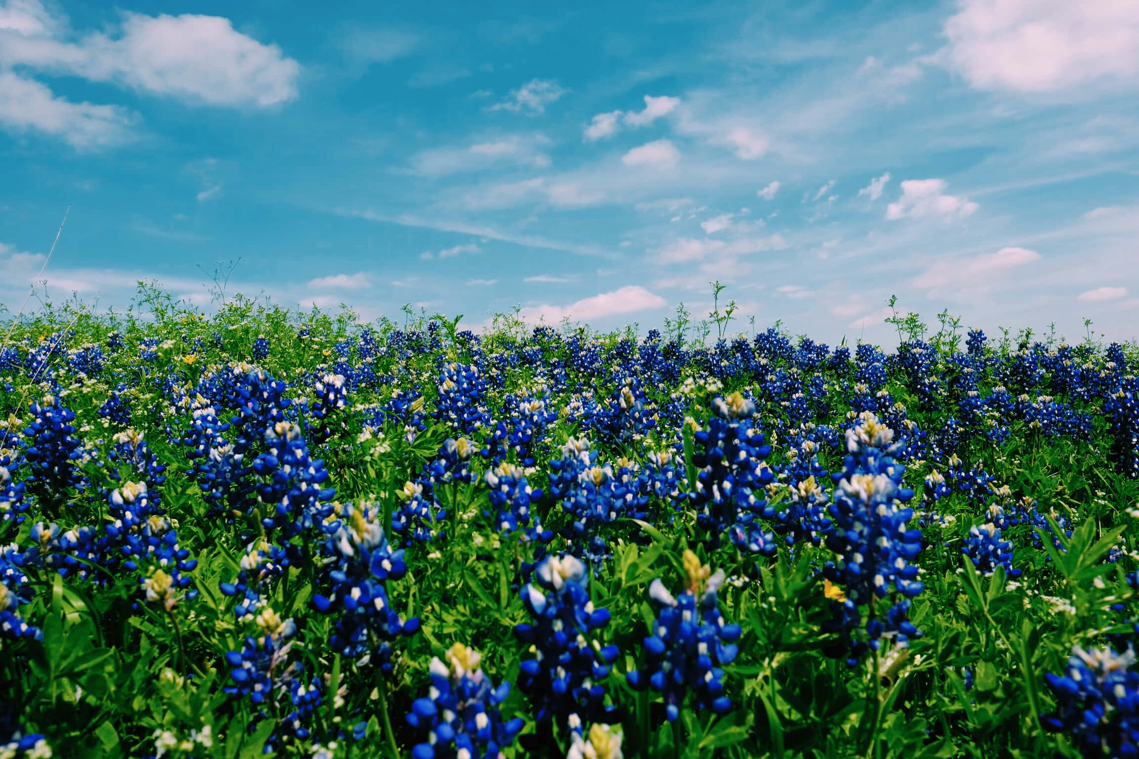 Google Pixel In Bloom Collection, bluebonnet field, bright blue sky, Full HD Desktop Wallpaper