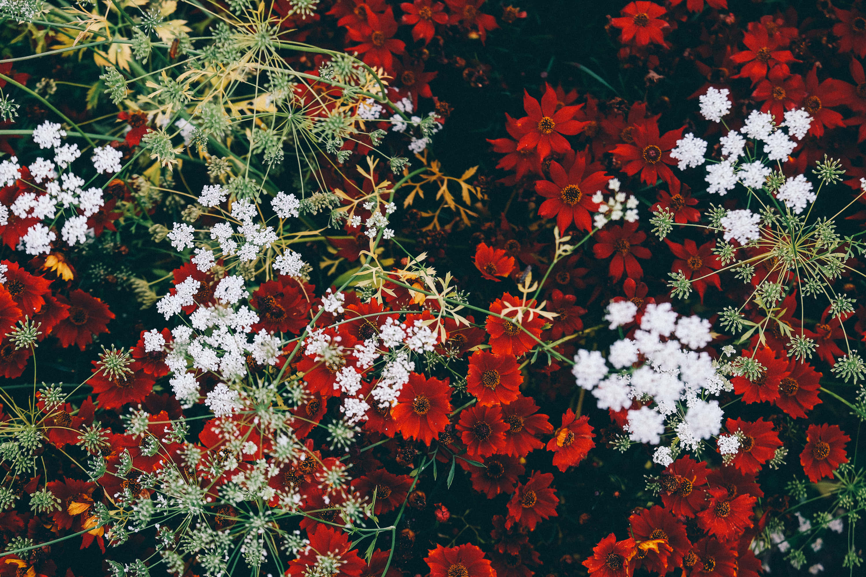 Google Pixel In Bloom Collection, flowers, top view, 2K Desktop Wallpaper