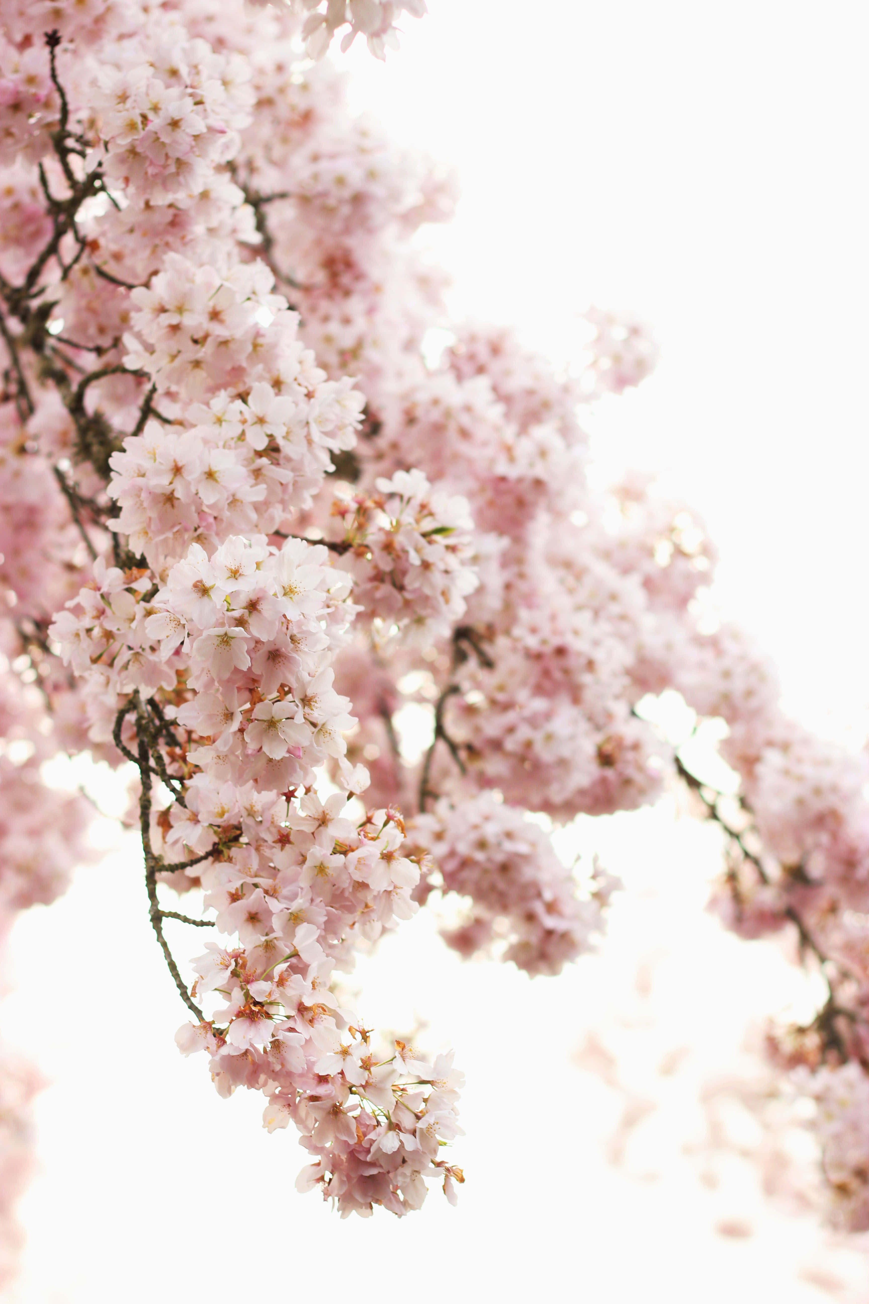 Google Pixel In Bloom Collection, cherry blossoms, pink, 5K Phone Wallpaper