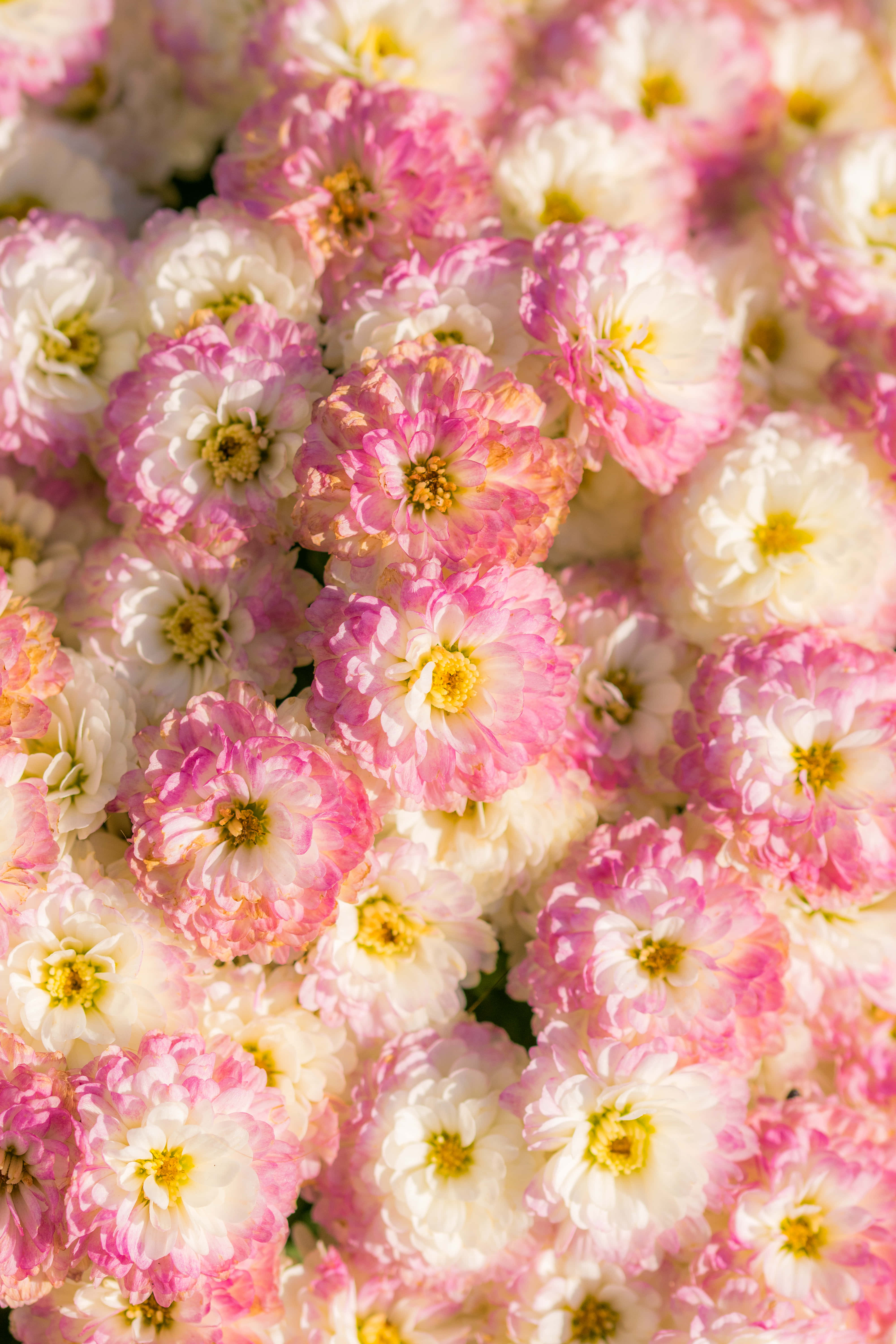 Google Pixel In Bloom Collection, pink flowers, soft pink chrysanthemums, 5K Phone Wallpaper