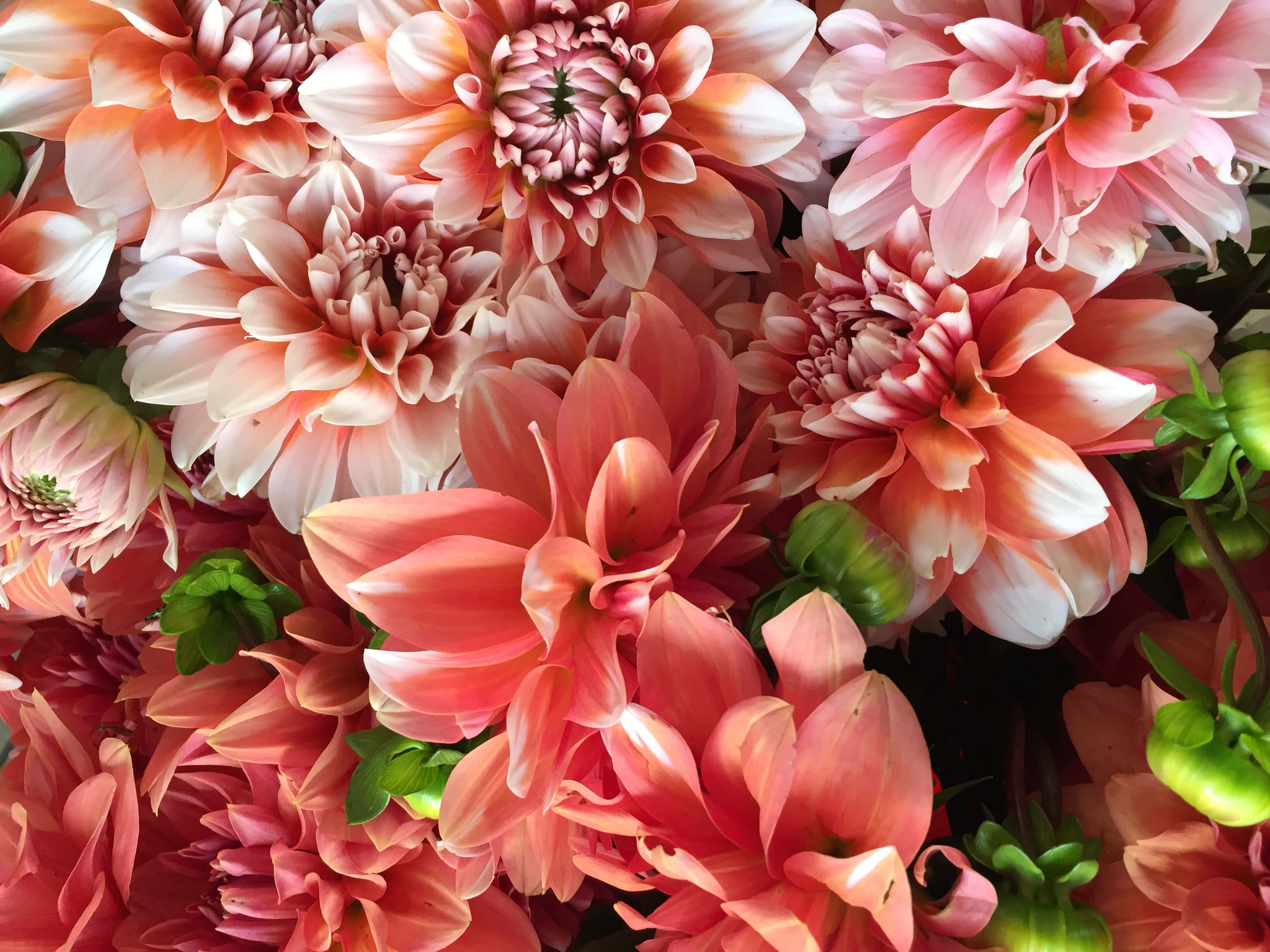 Google Pixel In Bloom Collection, red white flowers, coral pink dahlia blooms, 2K Desktop Wallpaper