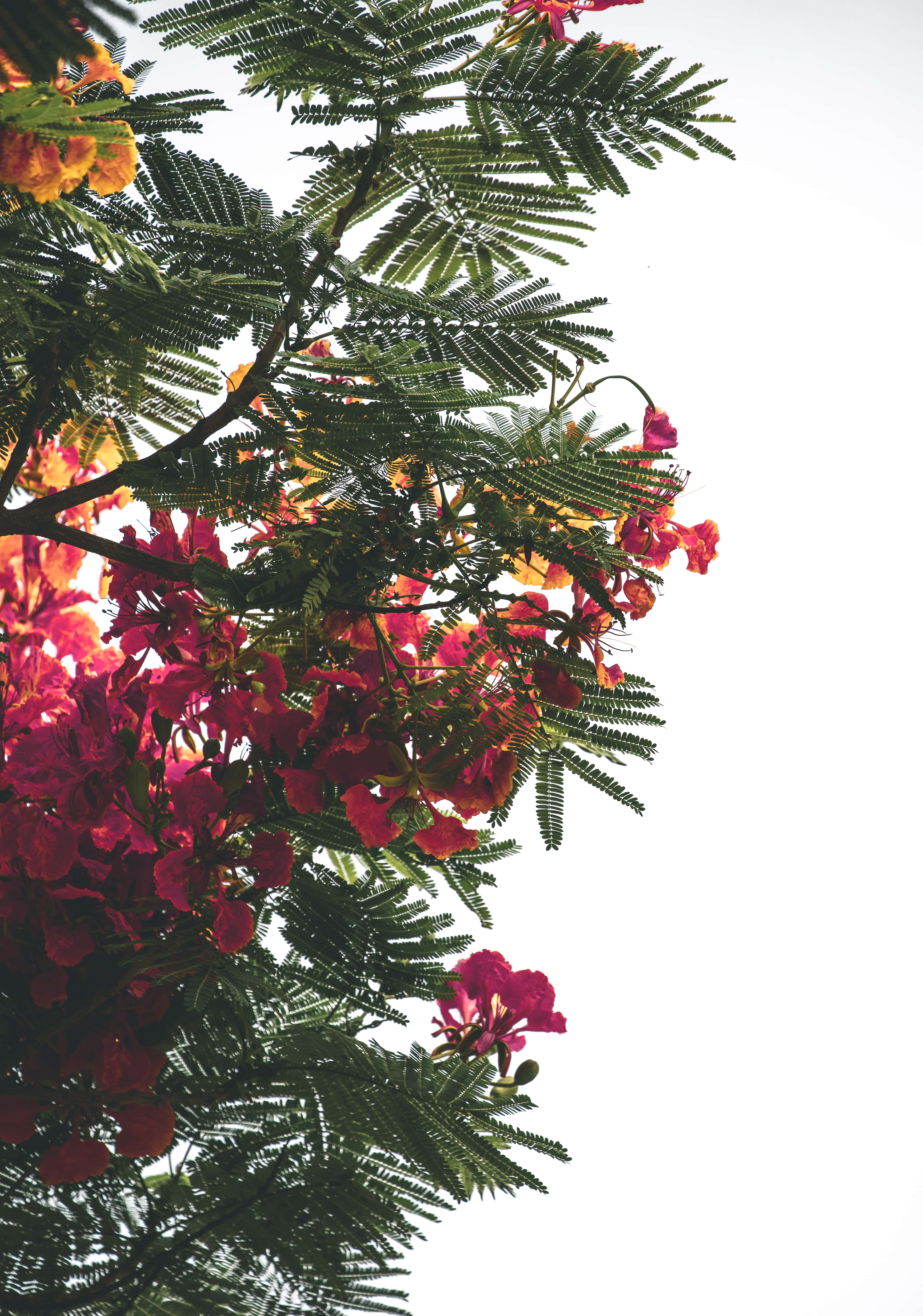 Google Pixel In Bloom Collection, pink bougainvillea, vibrant red and orange flowers, 5K Phone Wallpaper