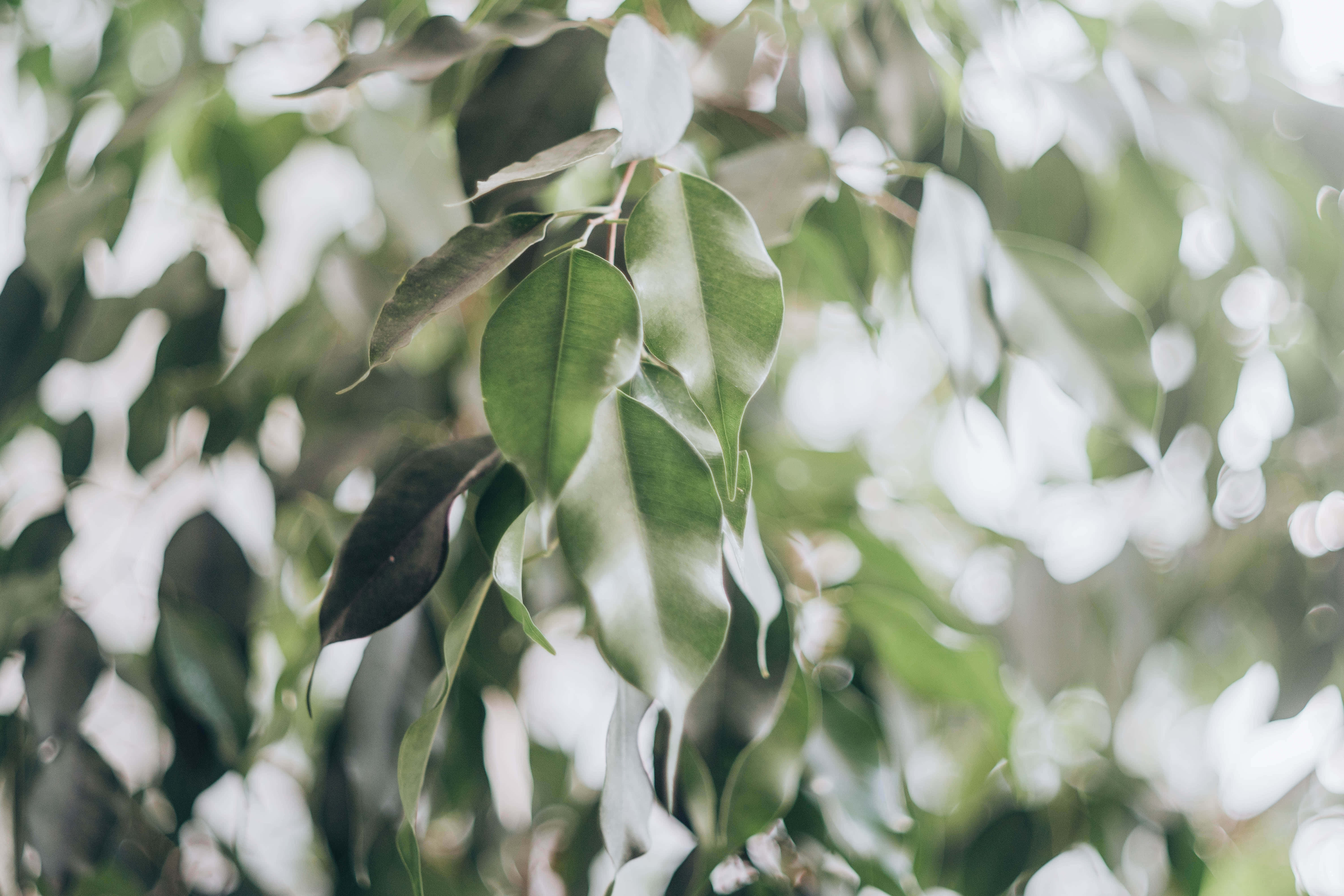 Google Pixel In Bloom Collection, leaves on branch, soft-focused green leaves, 5K Desktop Wallpaper