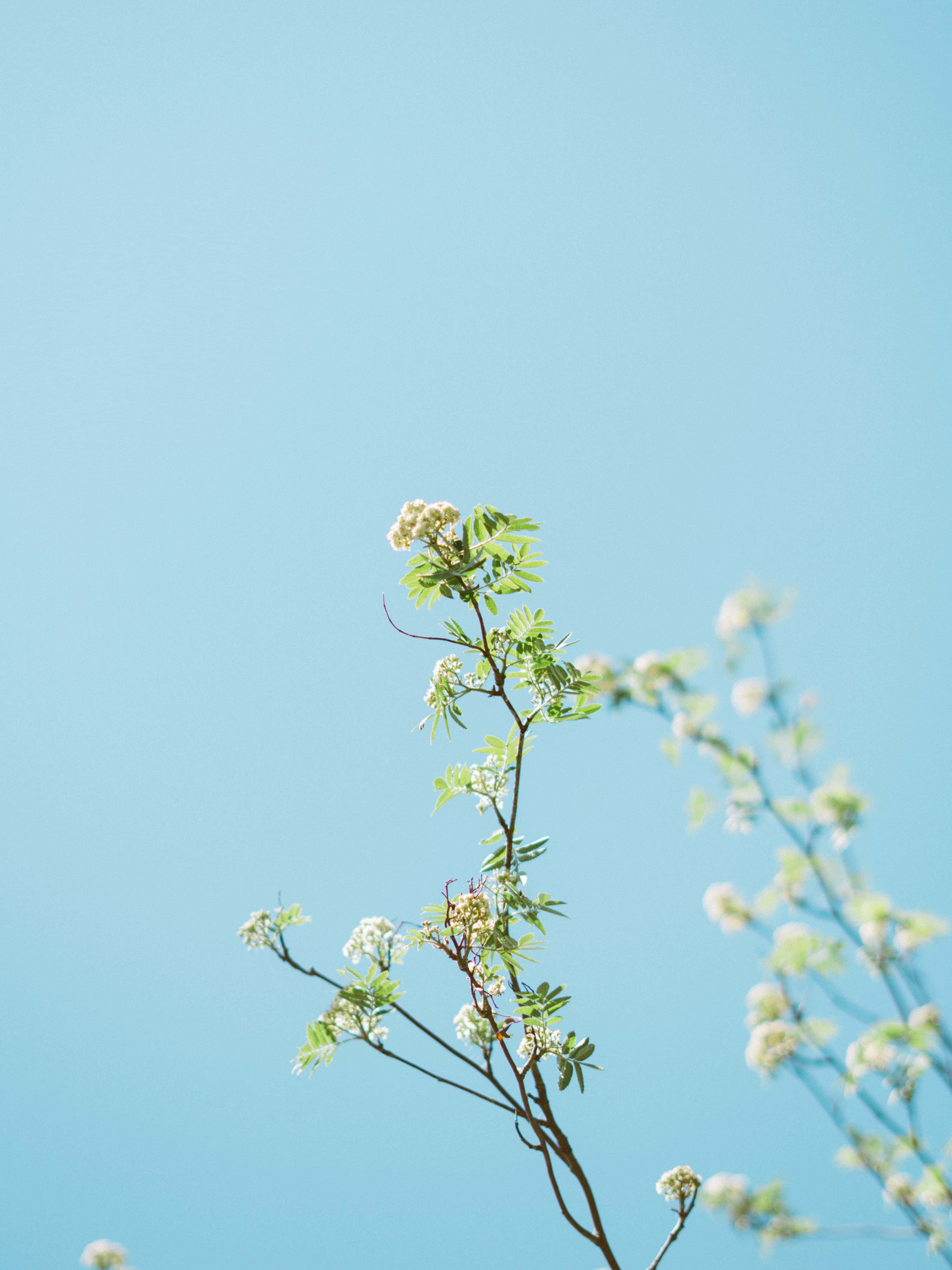 Google Pixel In Bloom Collection, white flowers, fresh green leaves, 5K Phone Wallpaper