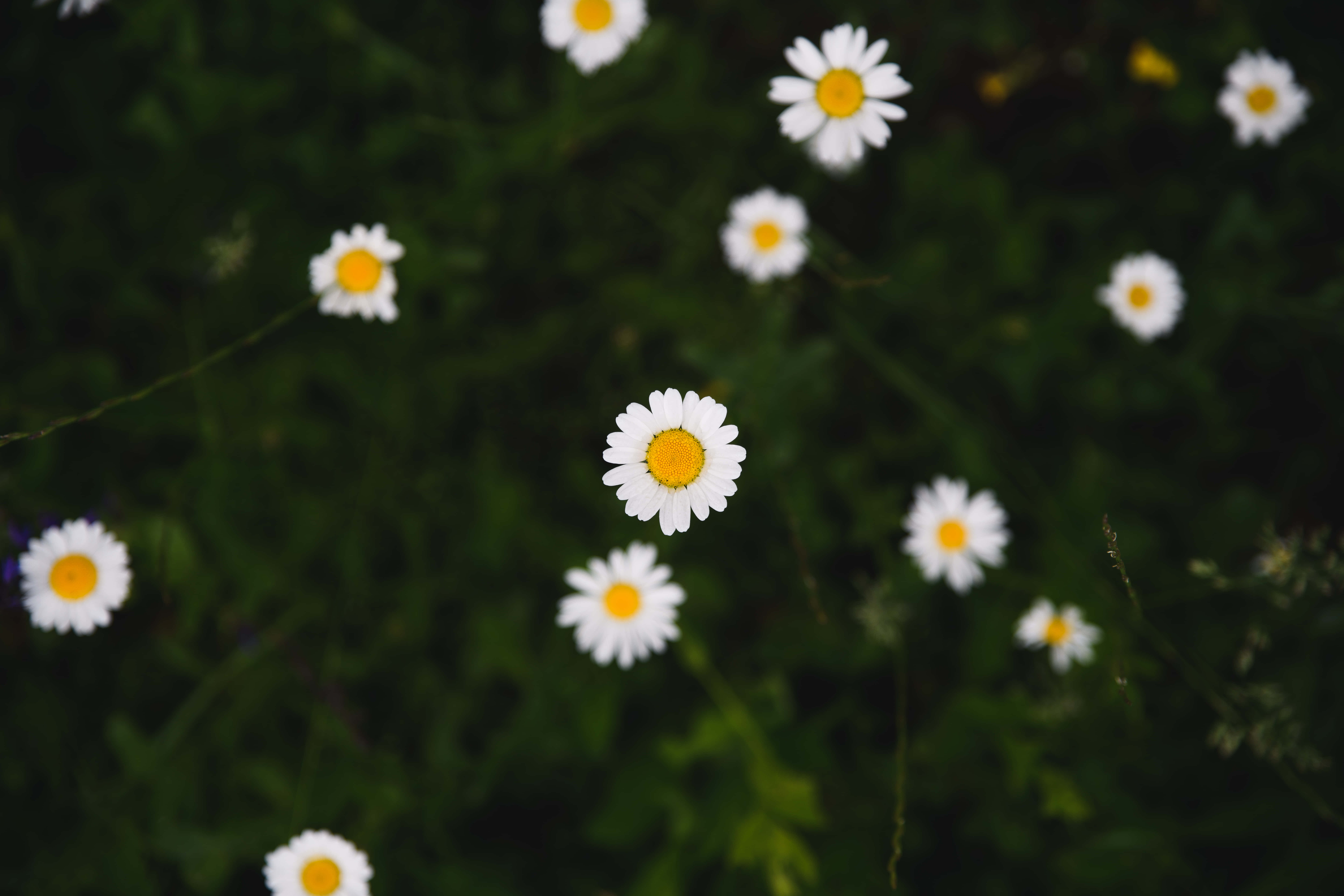 Google Pixel In Bloom Collection, white daisies, bright yellow centers, 8K Desktop Wallpaper