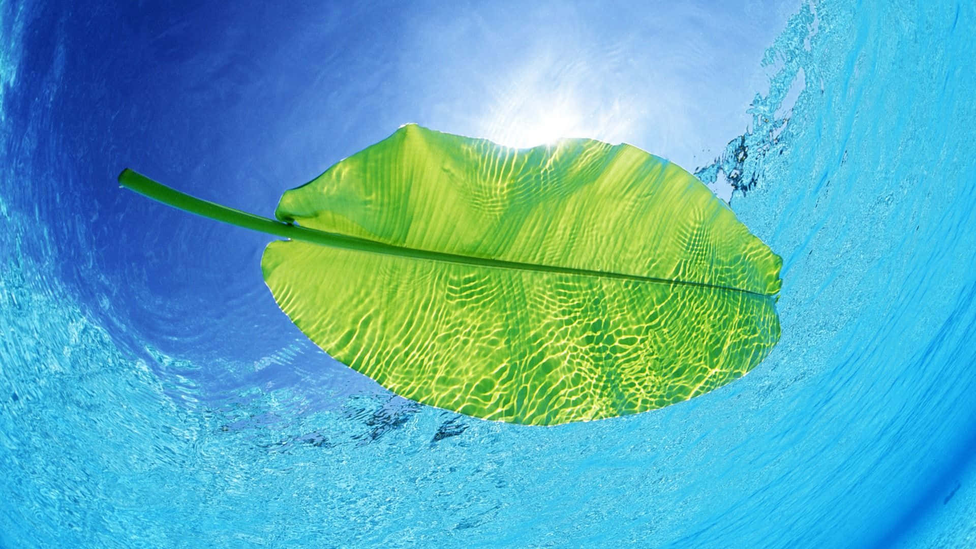 Google Pixel Water, vibrant green leaf, sunlight filtering through, Full HD Desktop Wallpaper