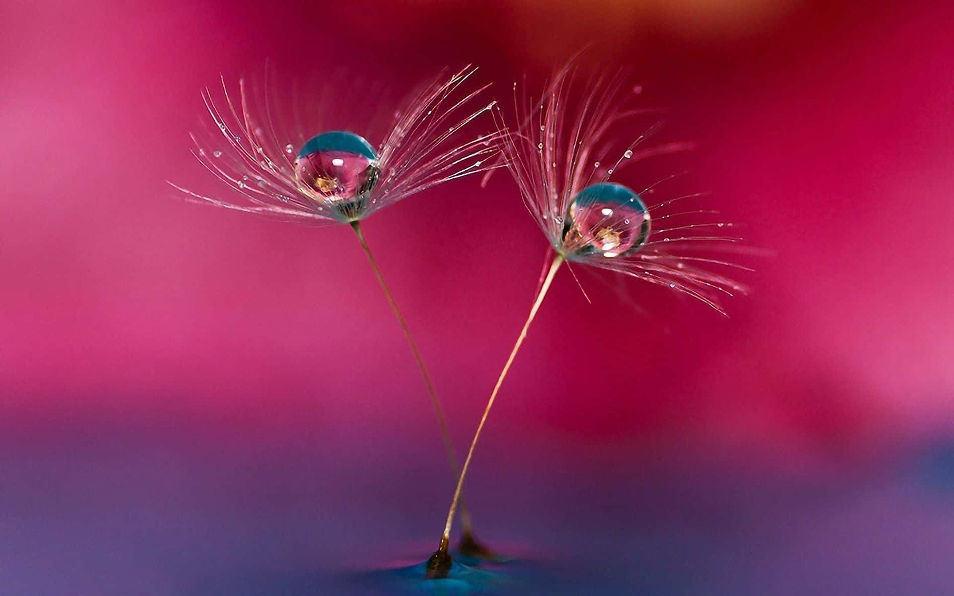 Google Pixel, dandelion seed heads, glistening water droplet, Full HD Desktop Wallpaper
