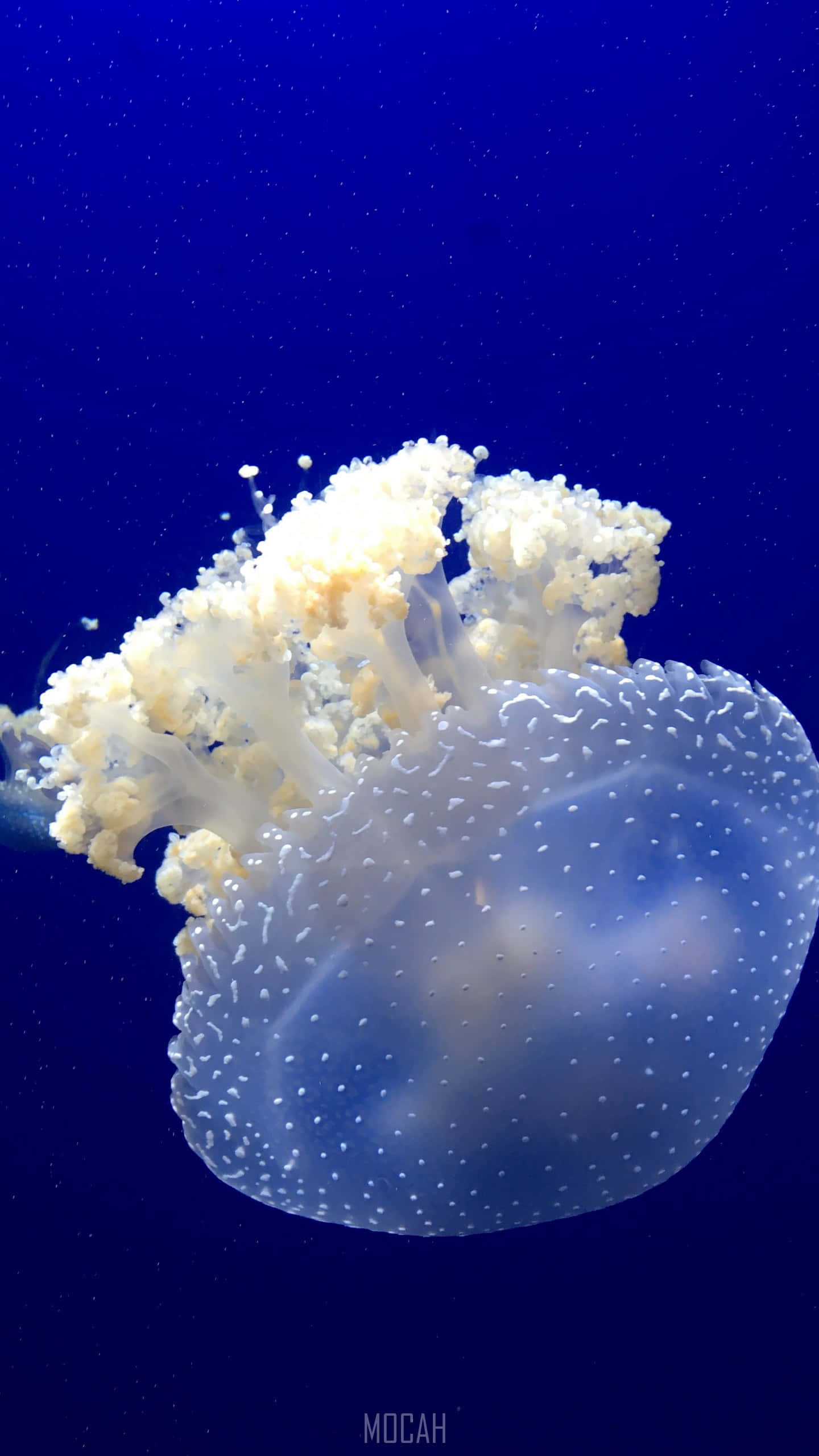 Google Pixel Xl, translucent white, jellyfish, 2K Phone Wallpaper