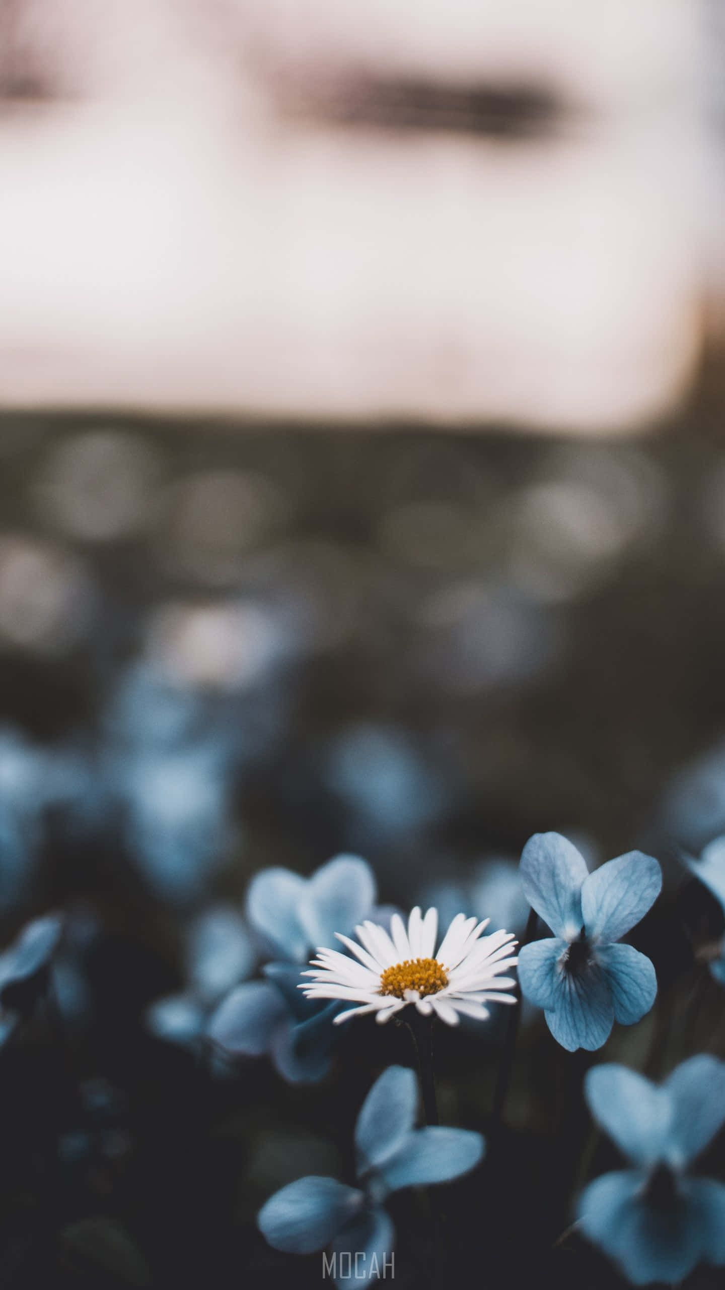 Google Pixel XL, white daisy, yellow center, 2K Phone Wallpaper