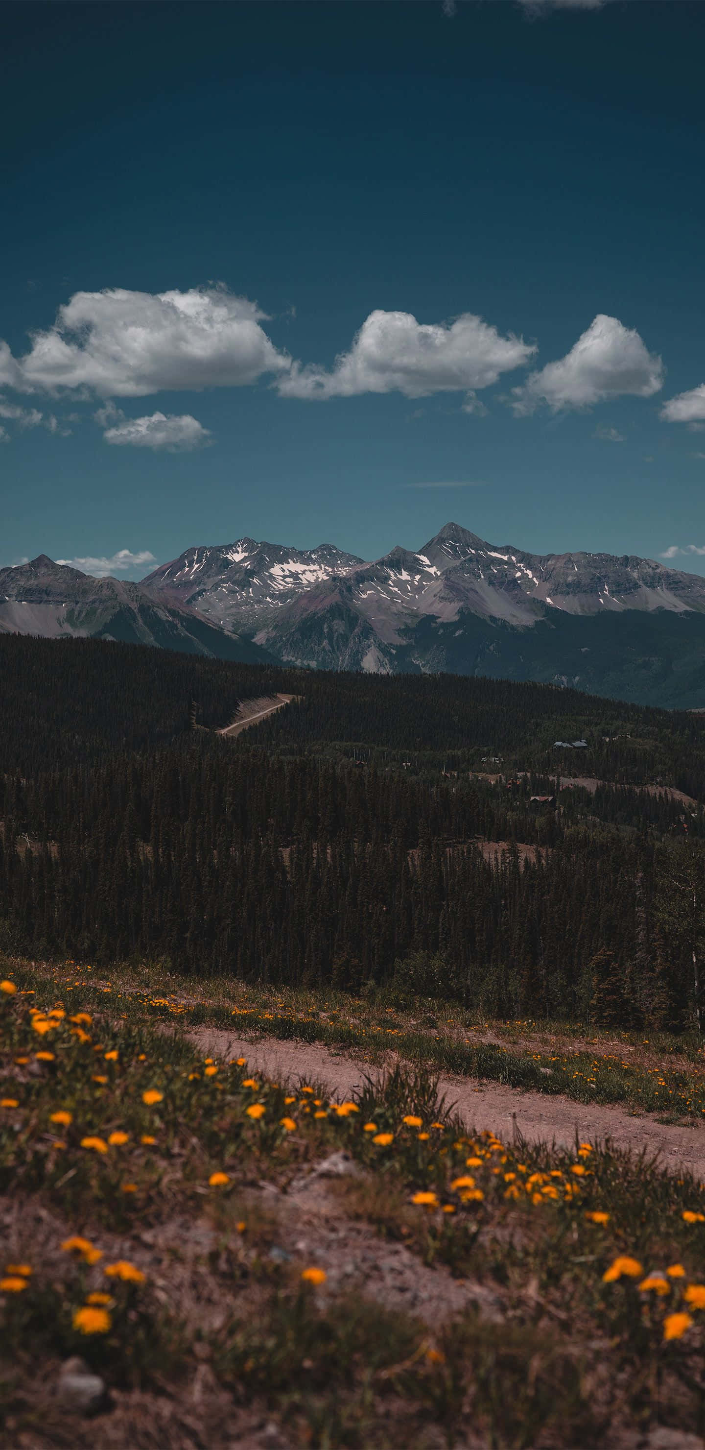 Google Pixel Xl, dirt road, vibrant orange wildflowers, 2K Phone Wallpaper