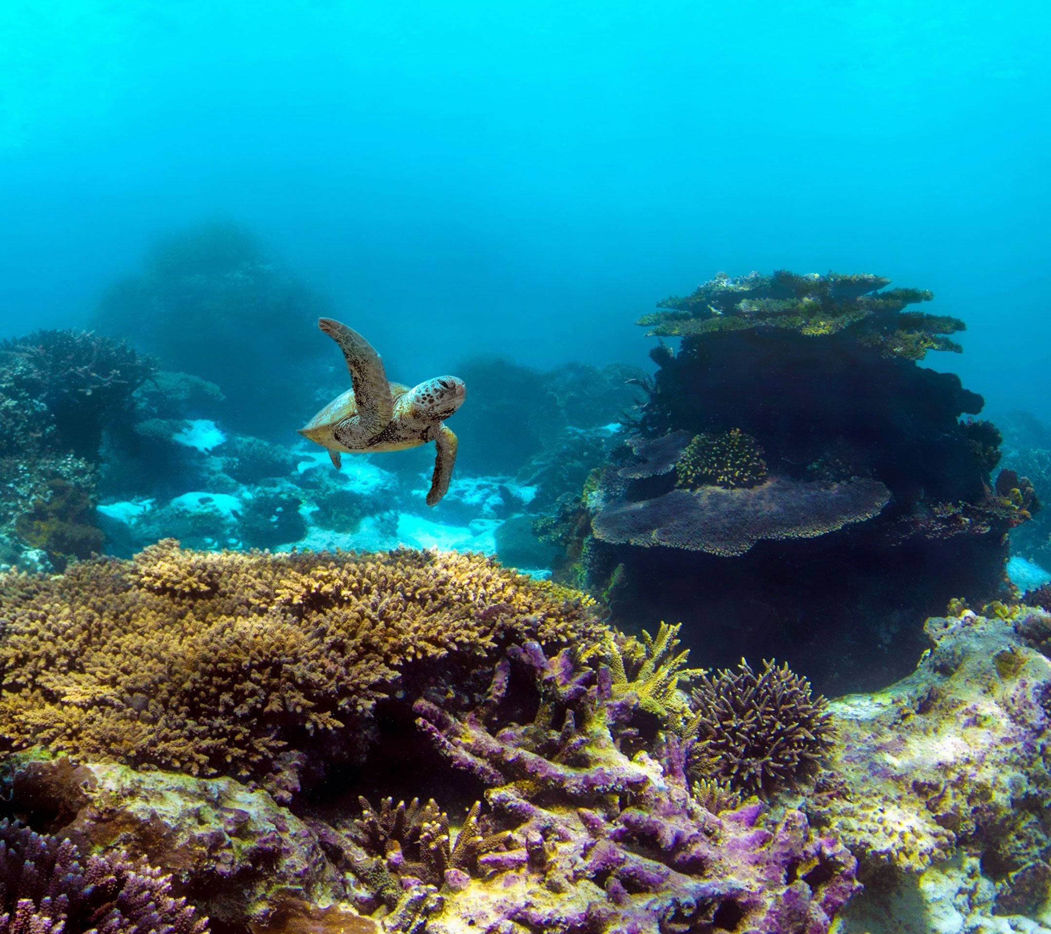 Google Pixel, sea turtle, vibrant coral reefs, Full HD Desktop Wallpaper