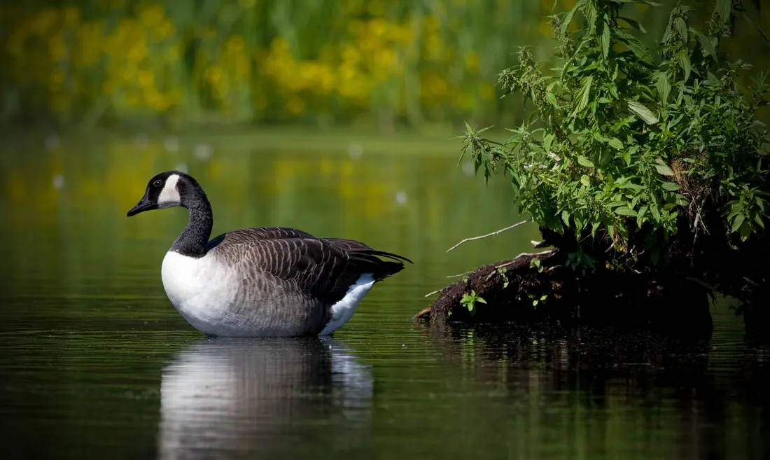 Goose Wallpapers